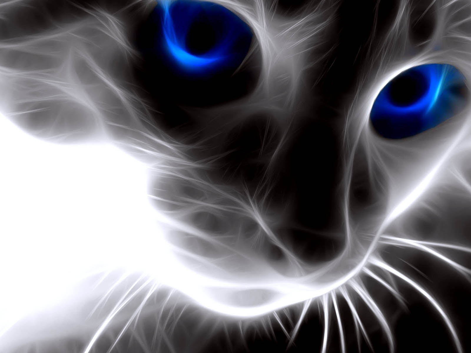 Cat Wallpapers