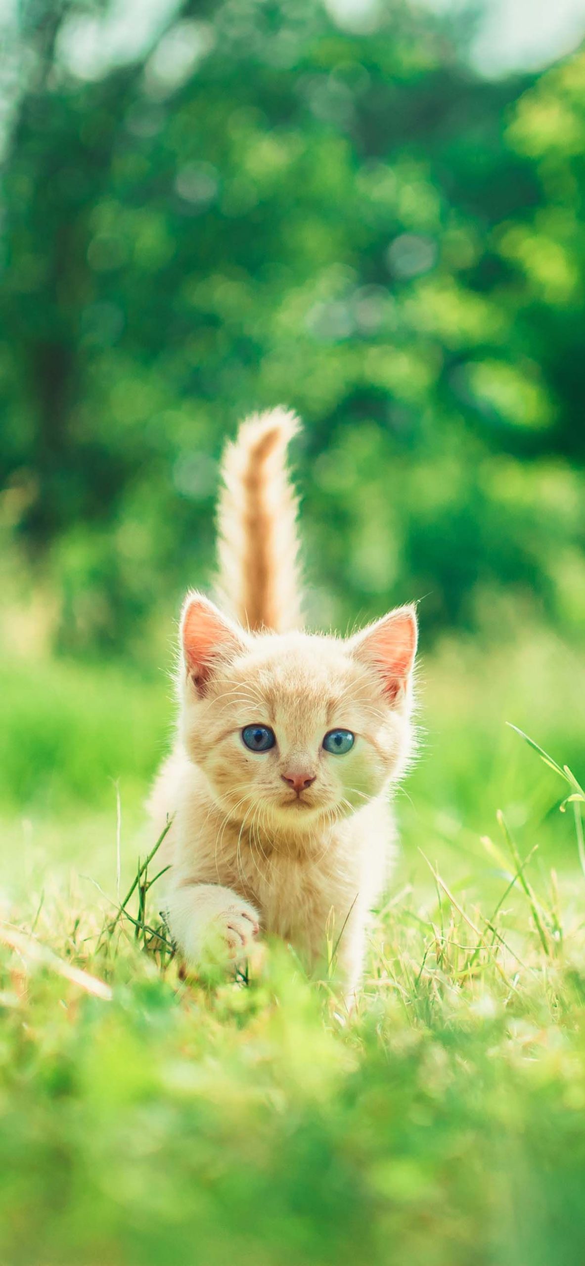 Cat Wallpapers