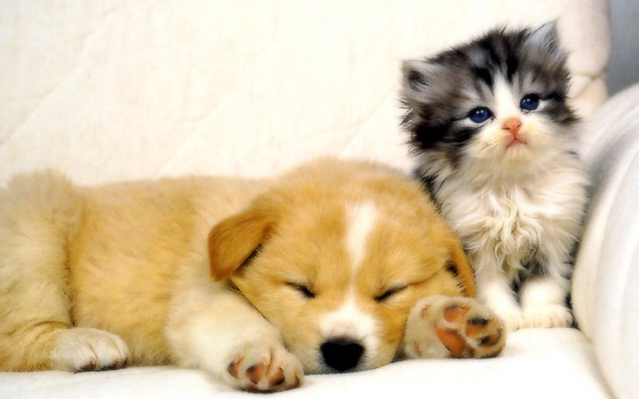 Cat & Dog Wallpapers