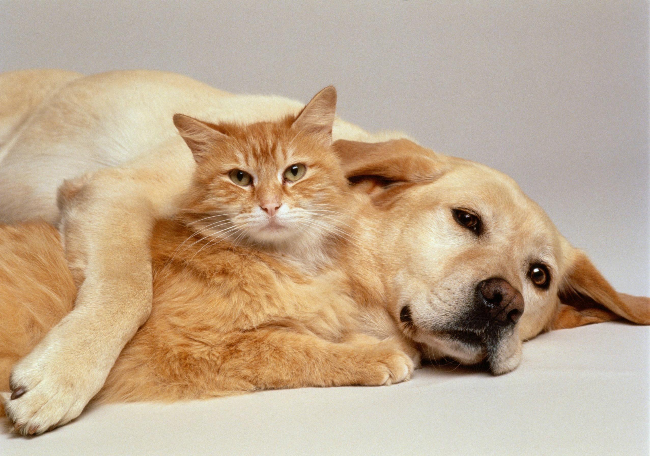 Cat & Dog Wallpapers