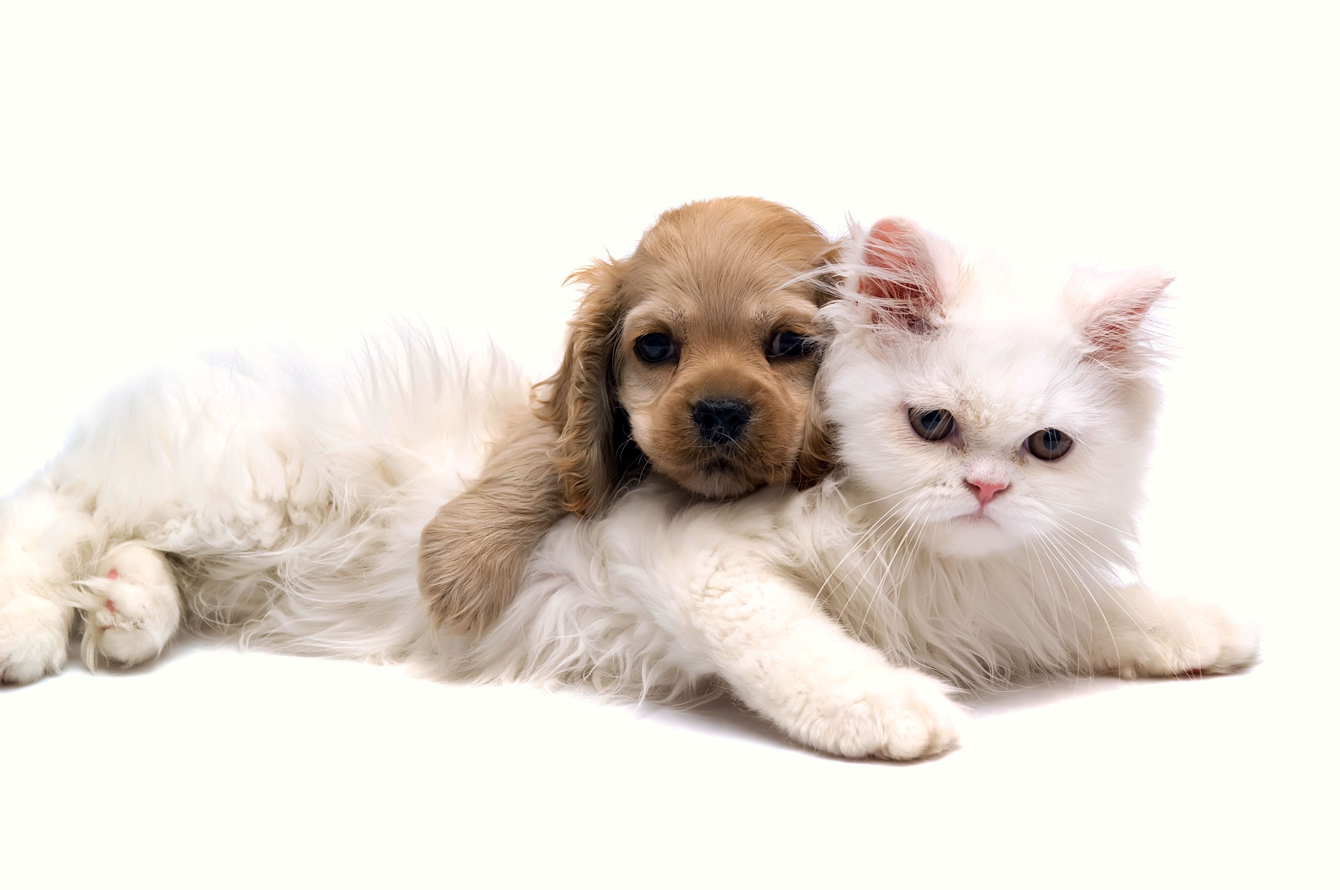 Cat & Dog Wallpapers