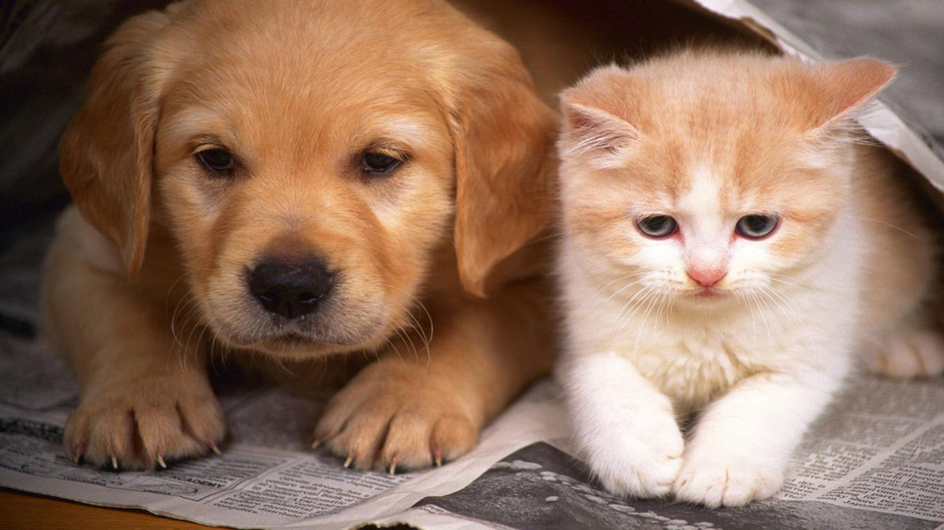 Cat And Dog Wallpapers