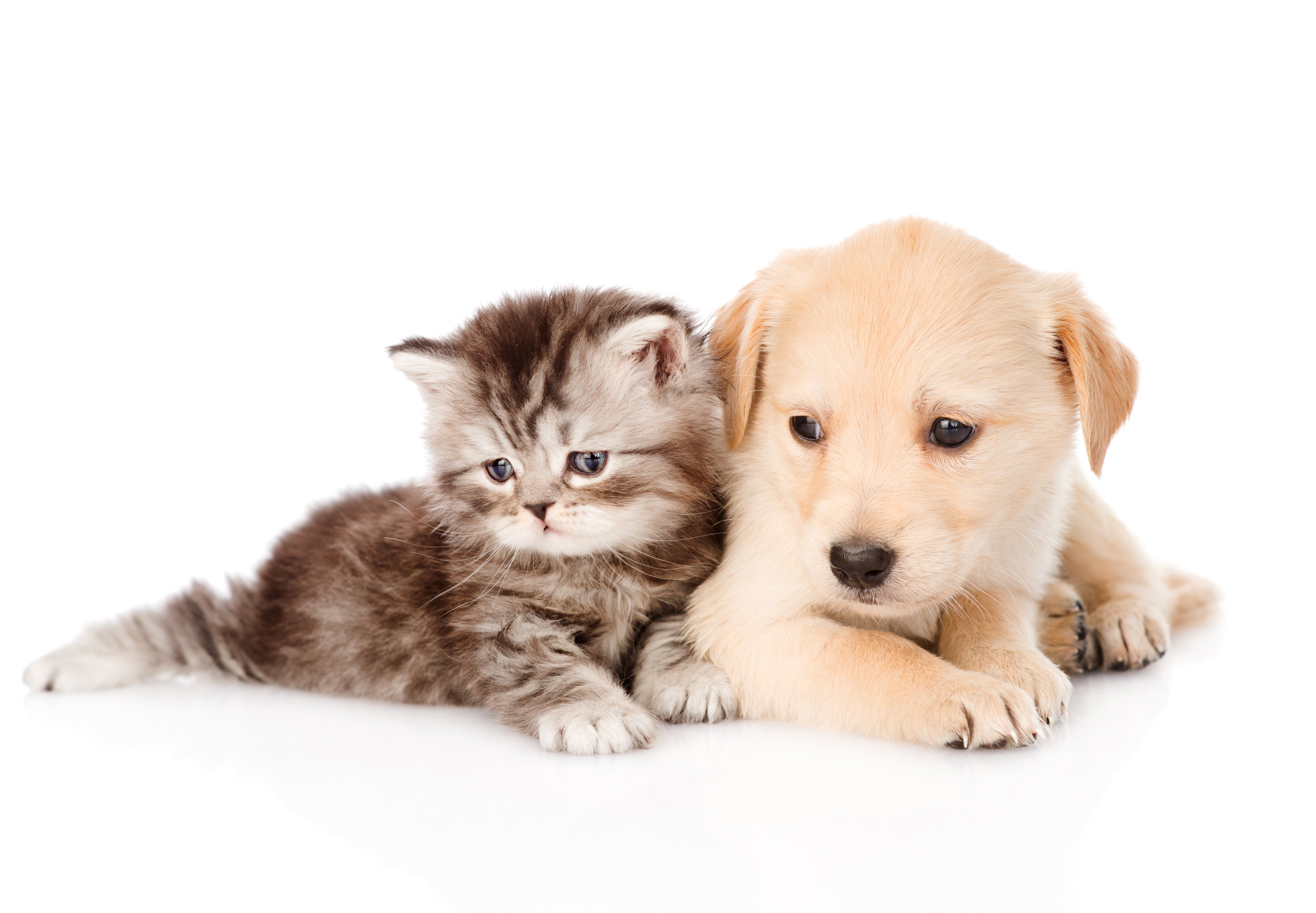 Cat And Dog Wallpapers