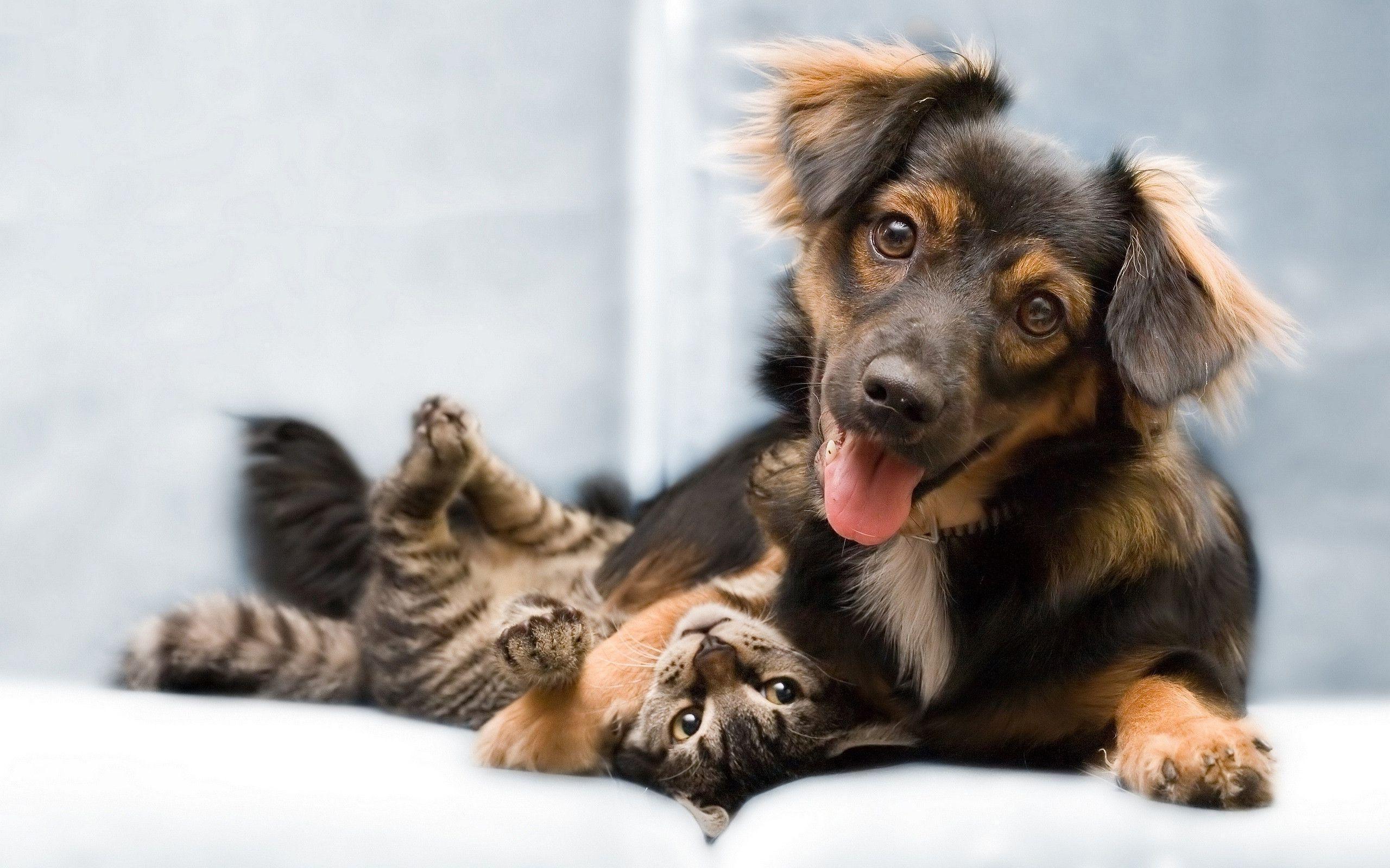 Cat And Dog Wallpapers