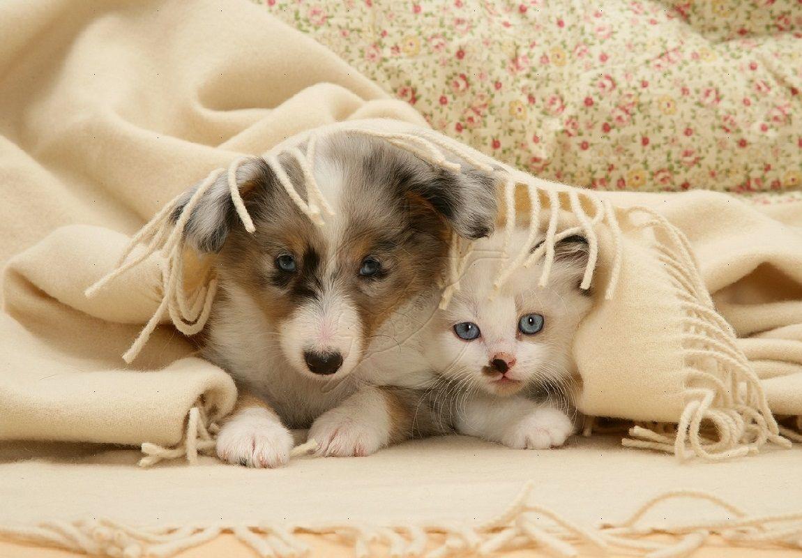 Cat And Dog Wallpapers