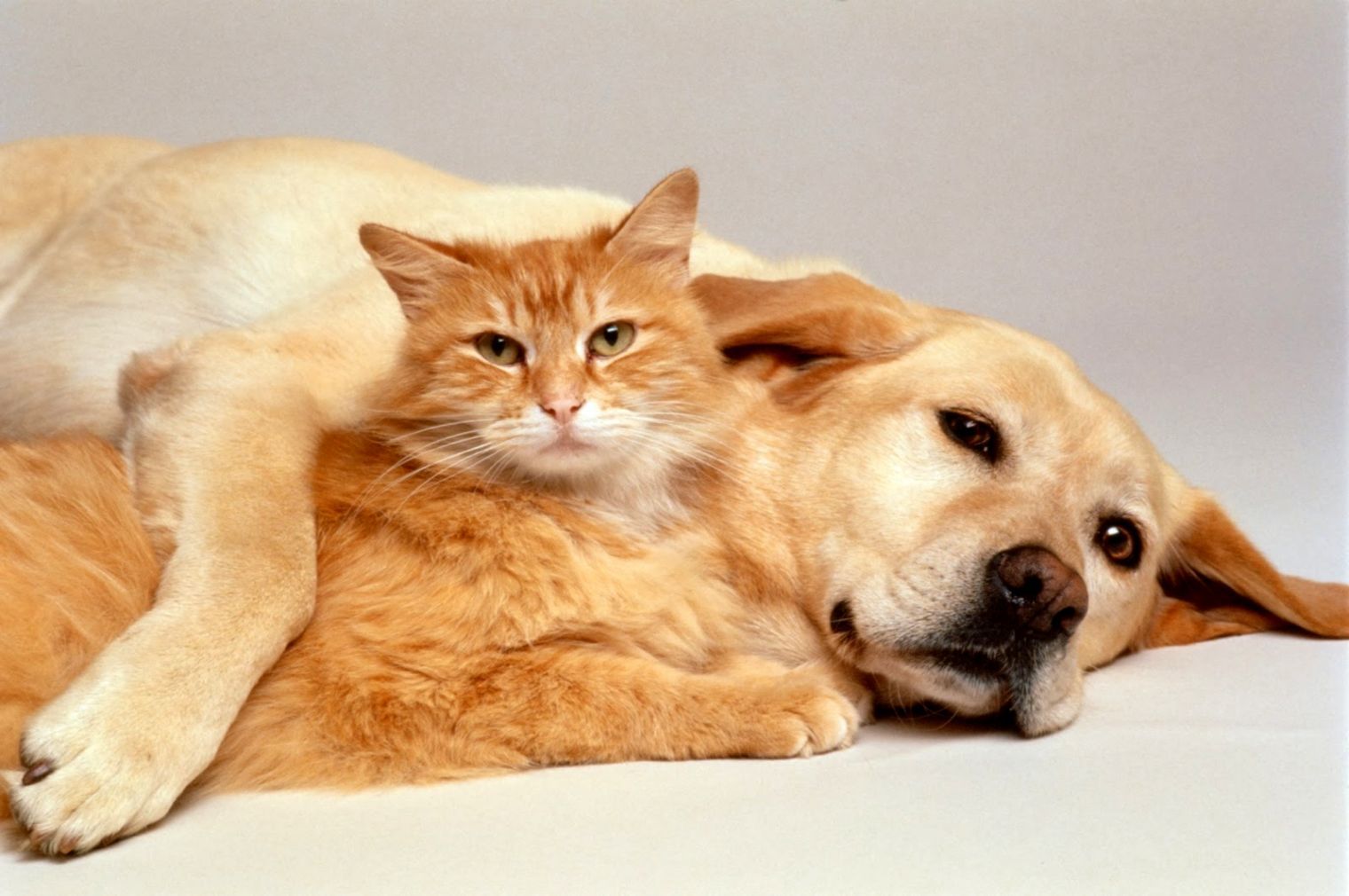 Cat And Dog Wallpapers