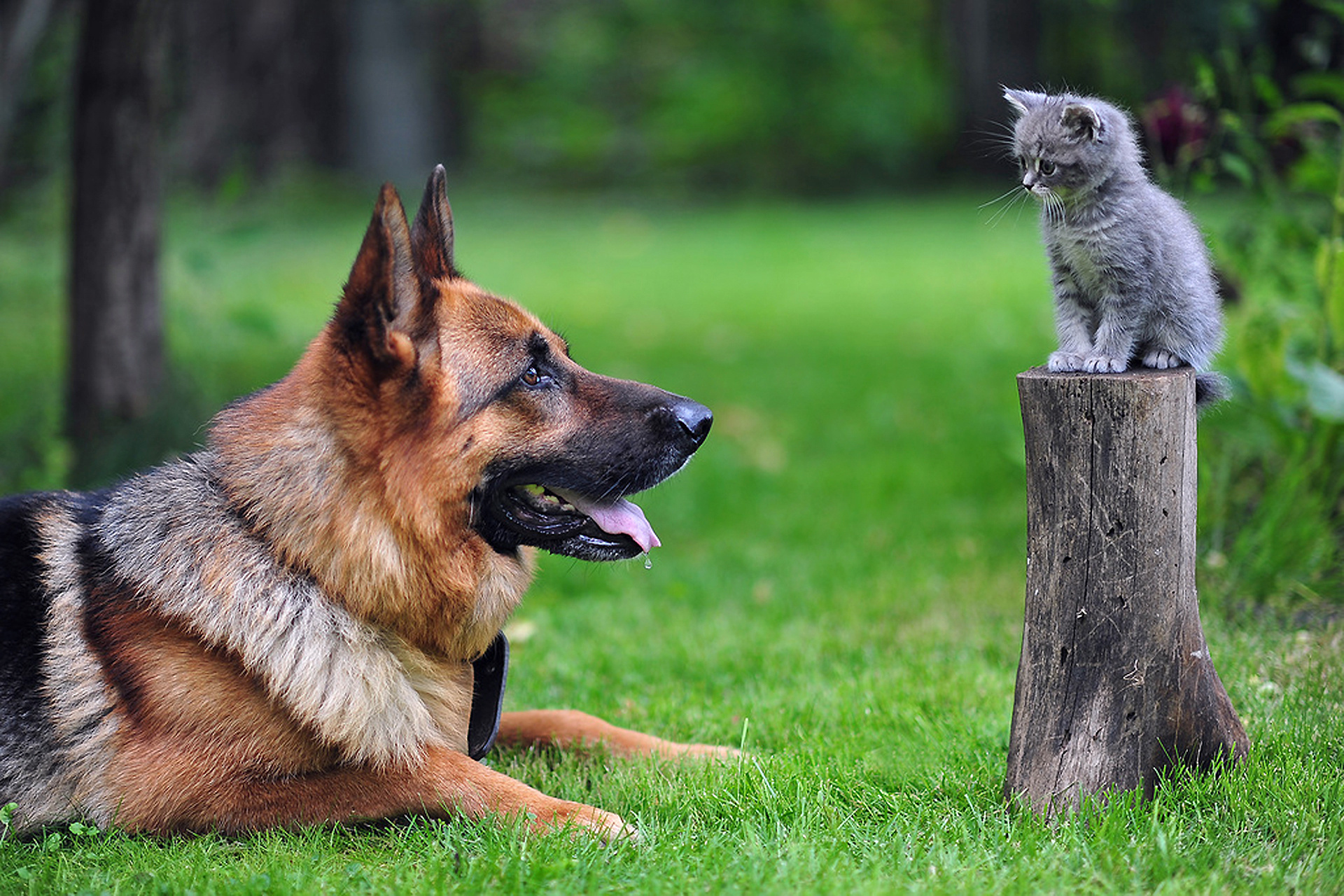 Cat And Dog Wallpapers