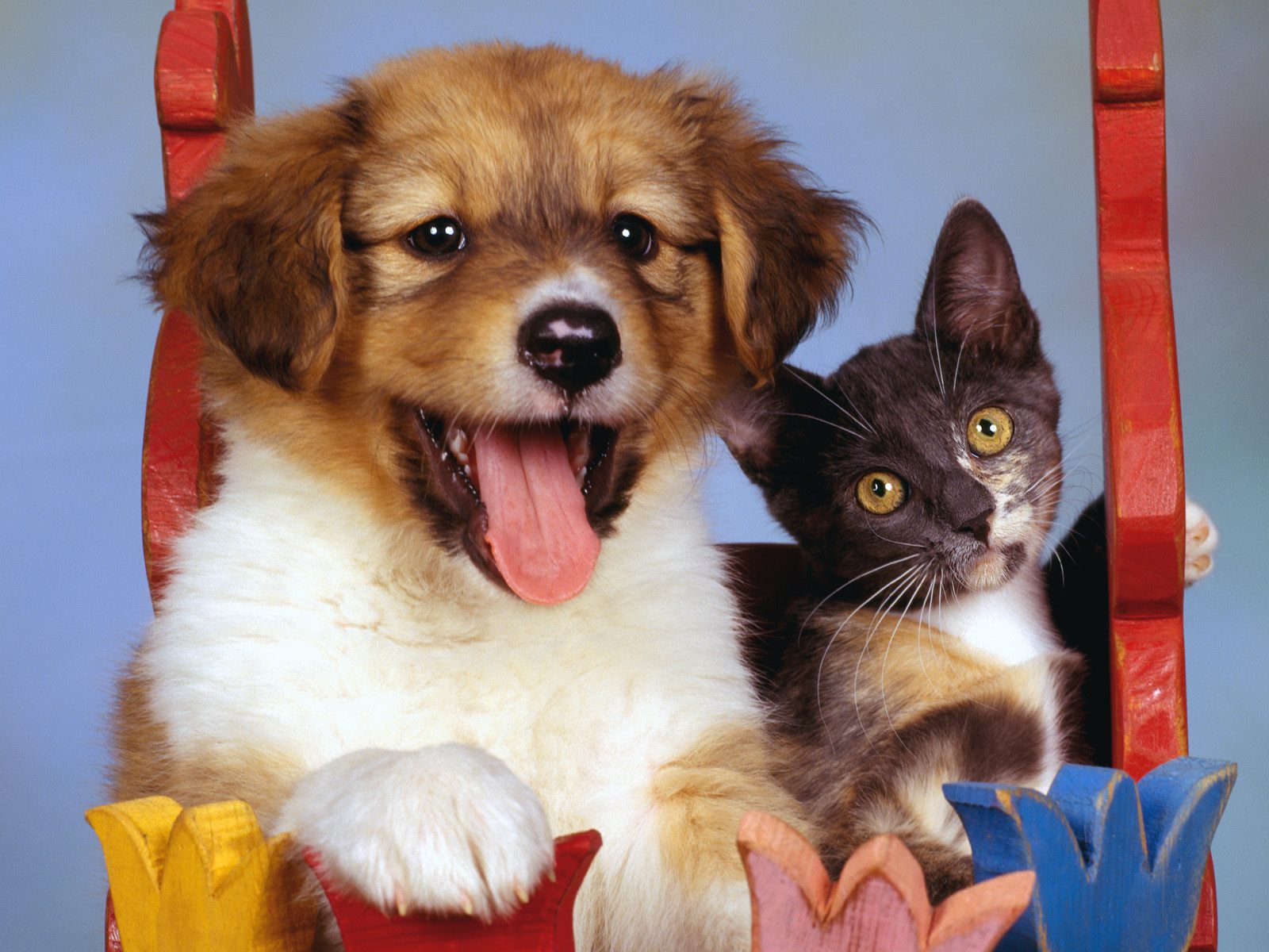 Cat And Dog Wallpapers