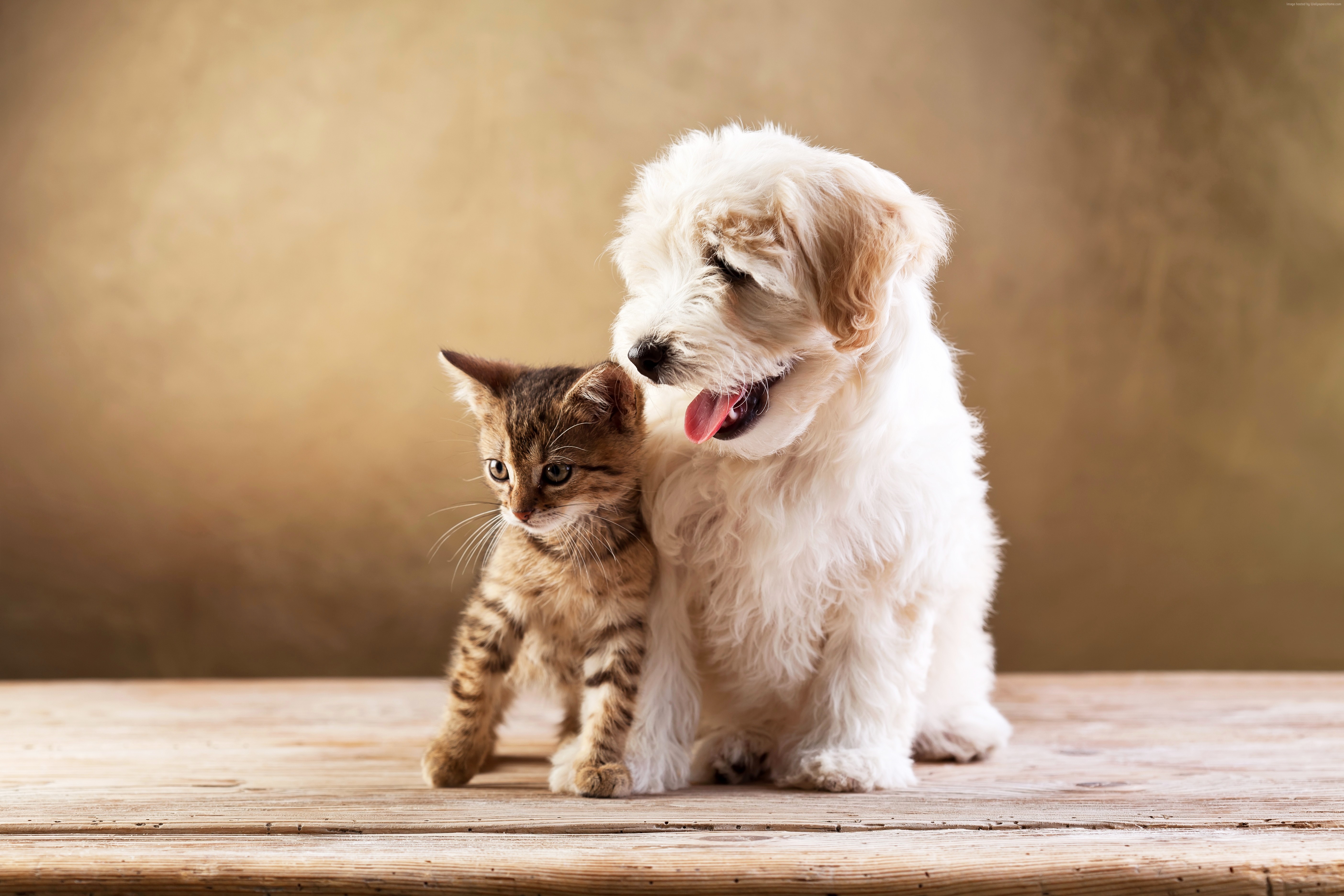 Cat And Dog Wallpapers