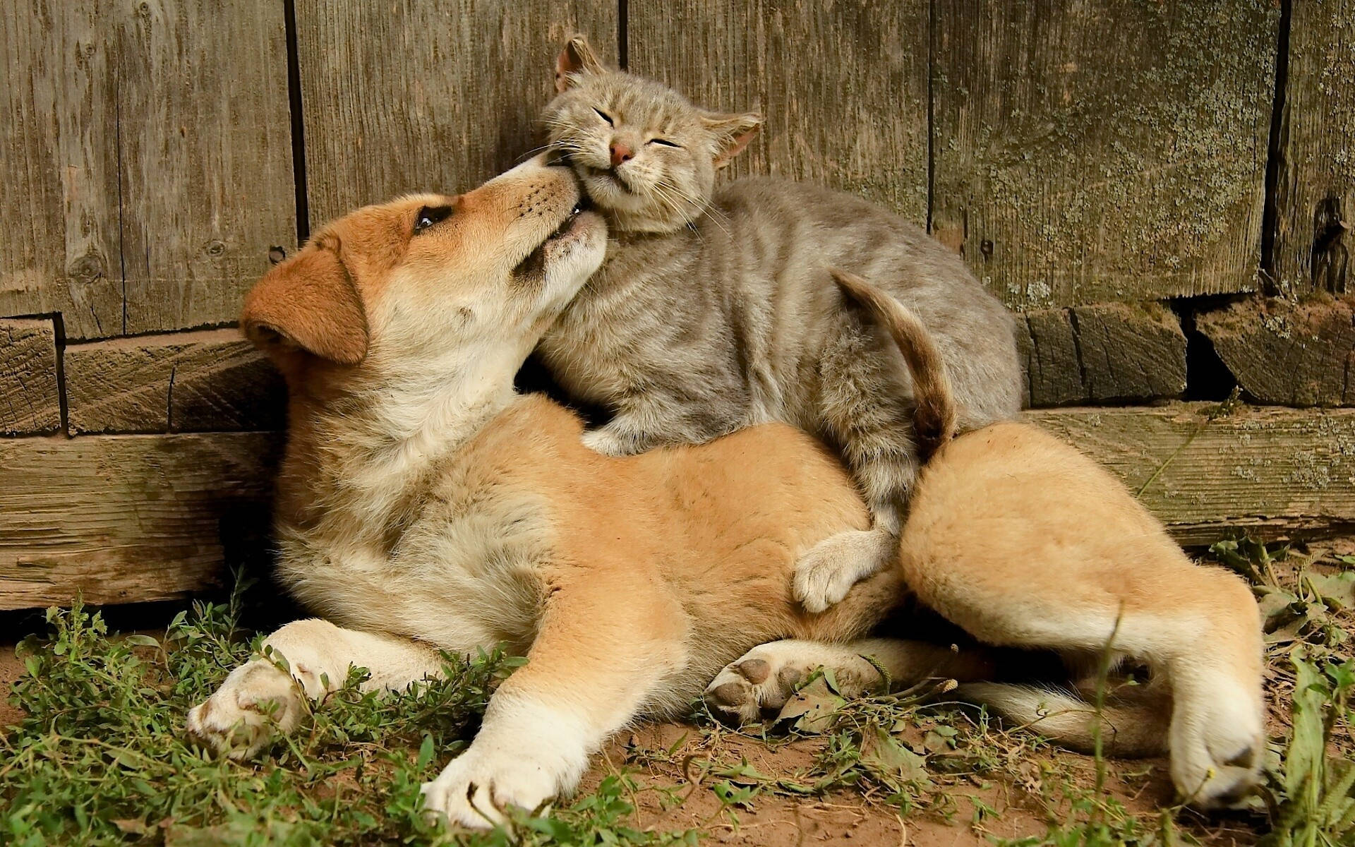 Cat And Dog Wallpapers