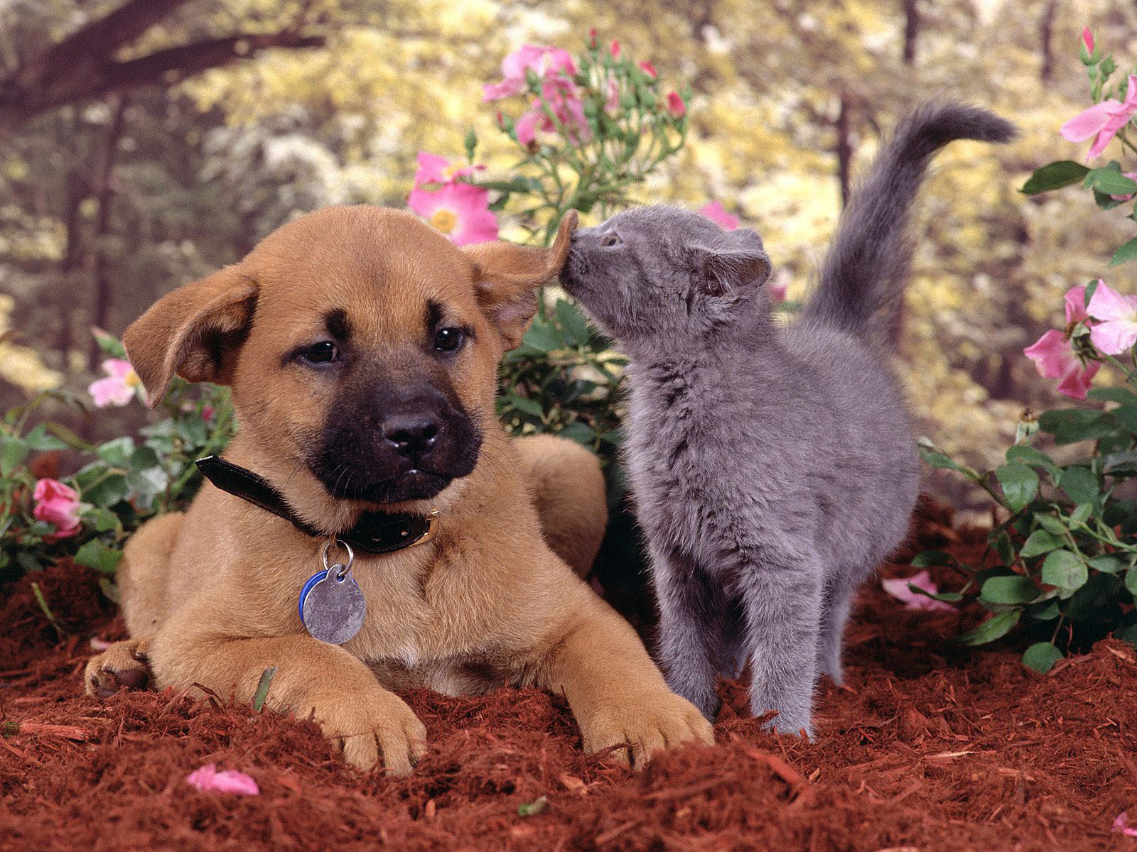 Cat And Dog Wallpapers