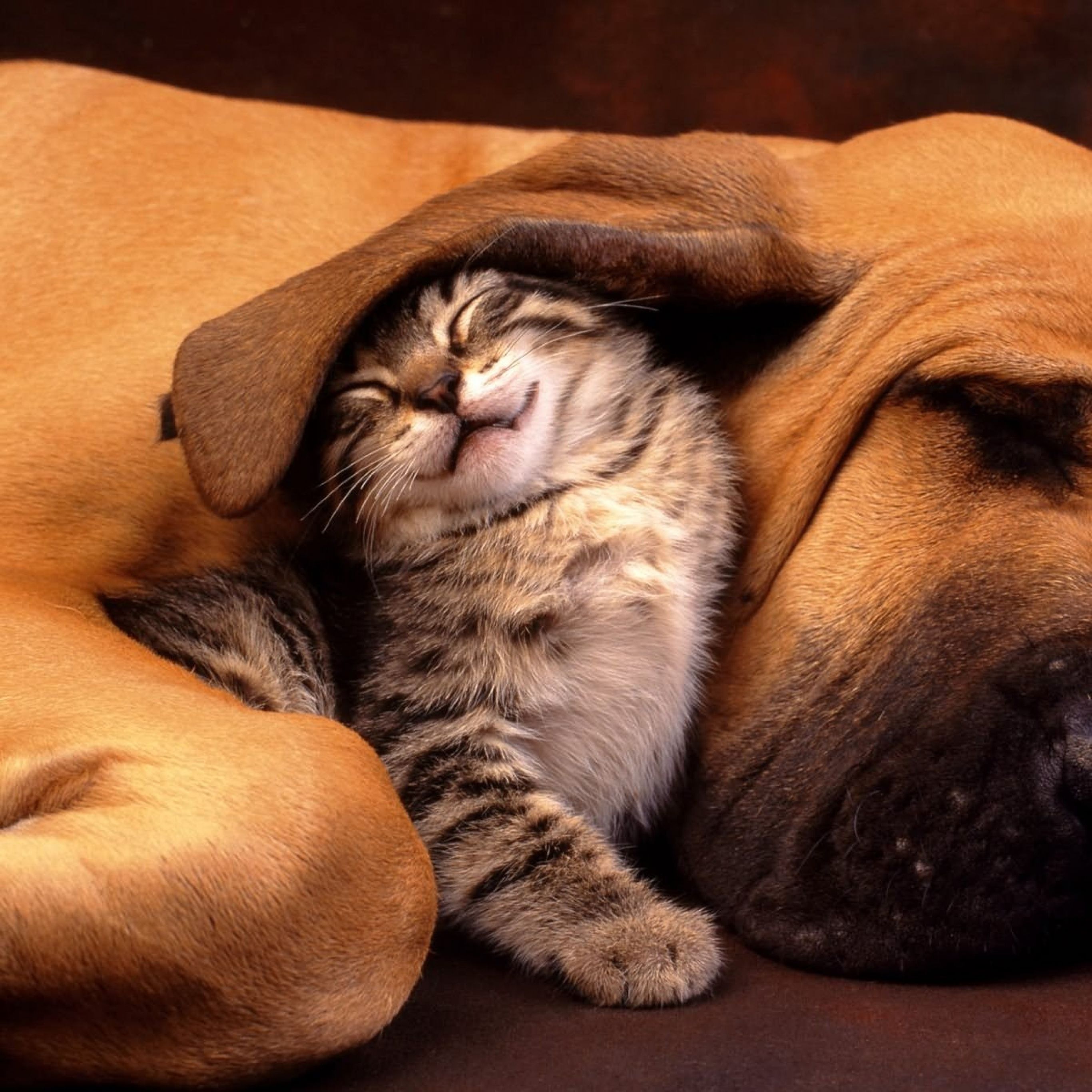 Cat And Dog Funny Wallpapers