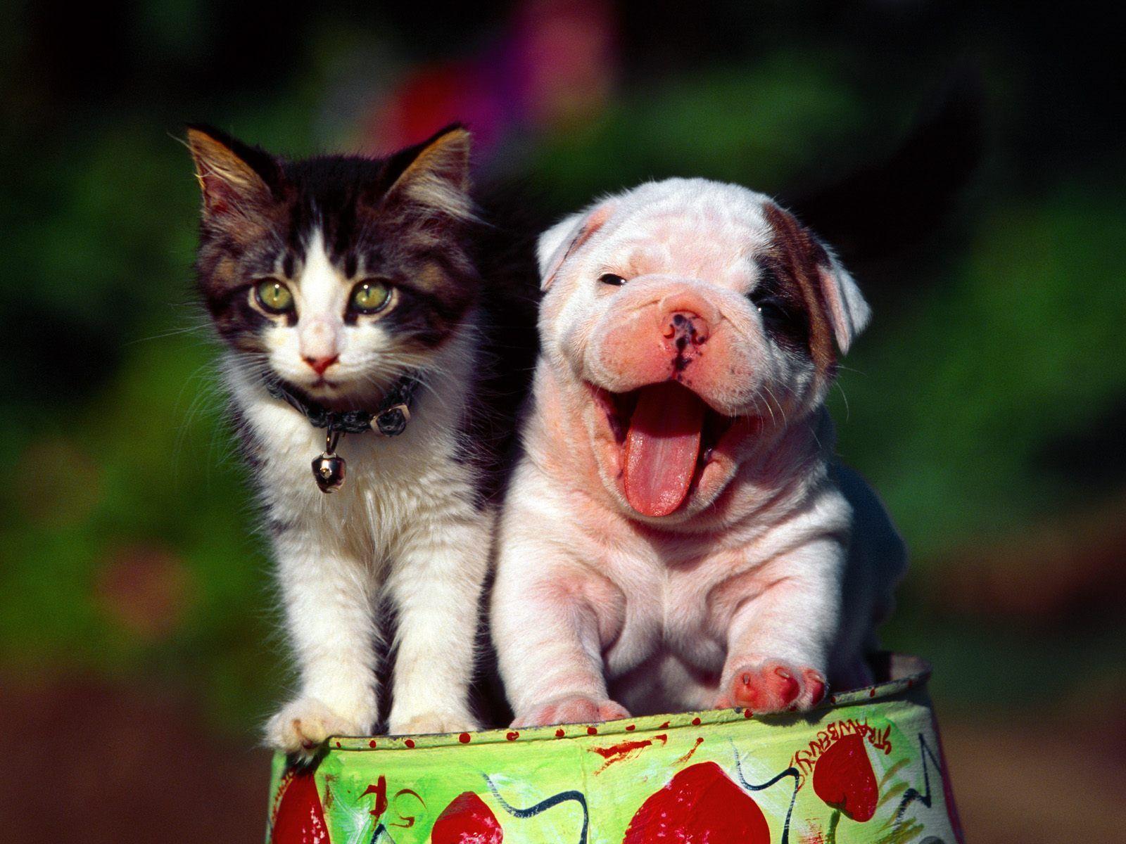 Cat And Dog Funny Wallpapers