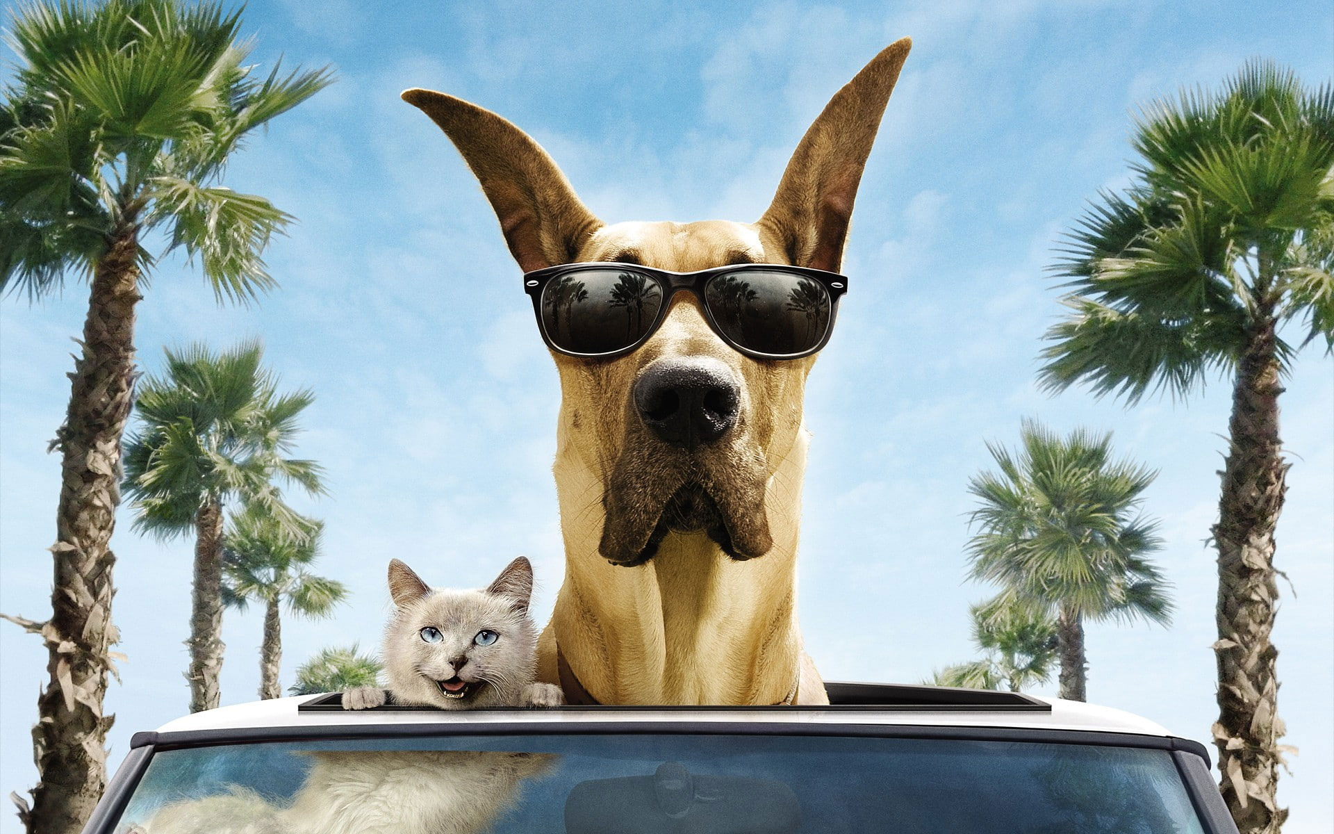 Cat And Dog Funny Wallpapers