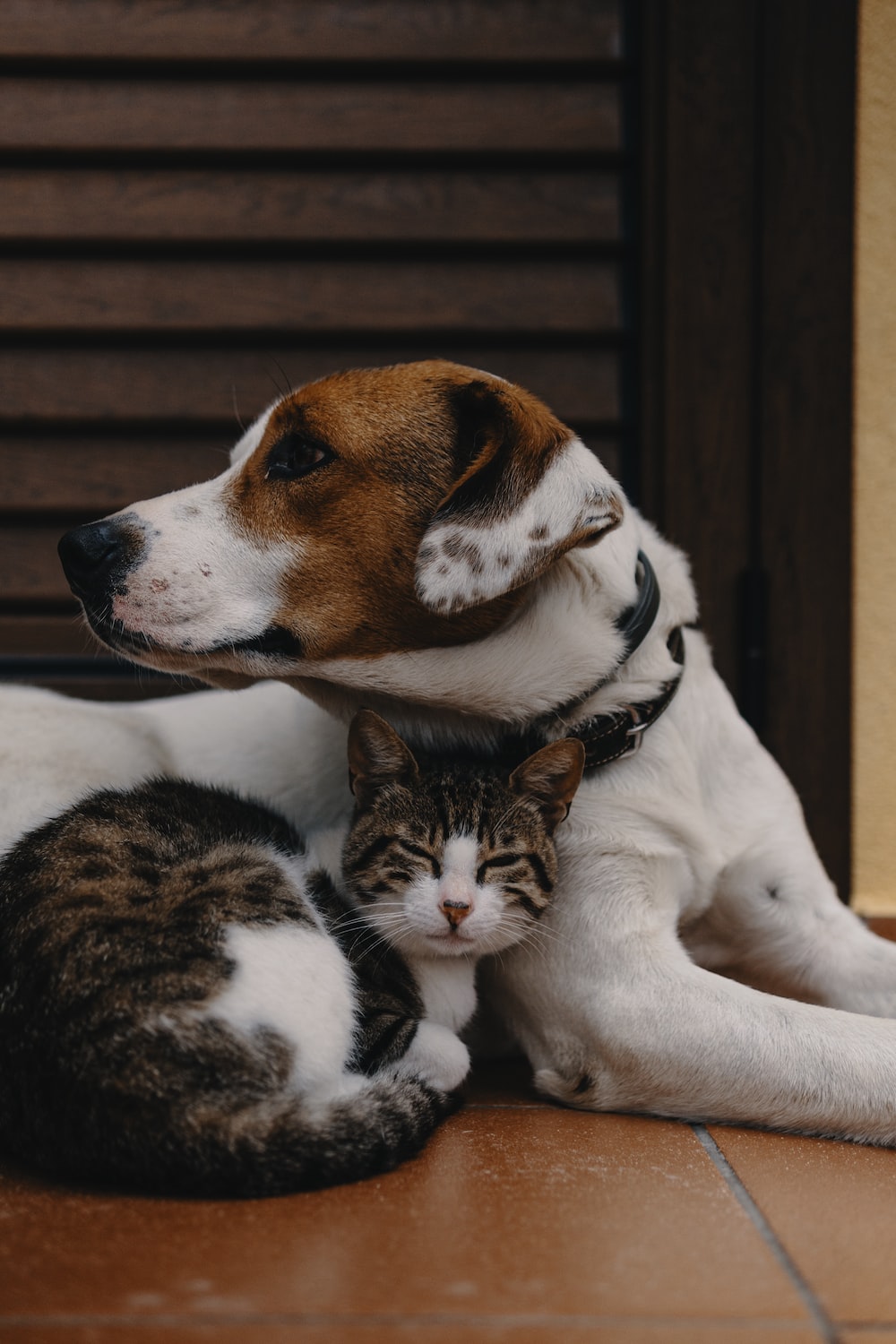 Cat And Dog Funny Wallpapers