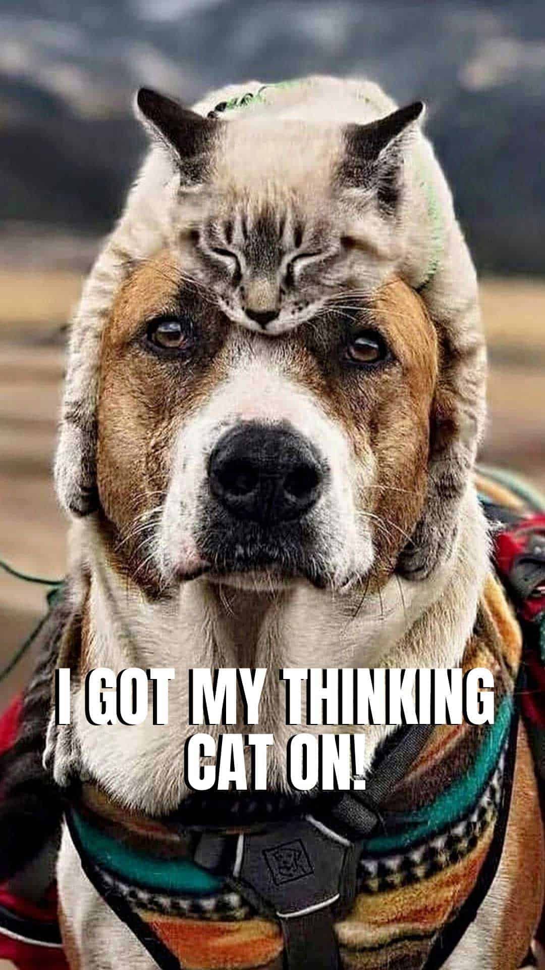 Cat And Dog Funny Wallpapers