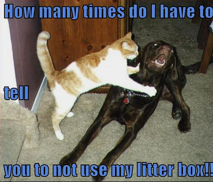 Cat And Dog Funny Wallpapers