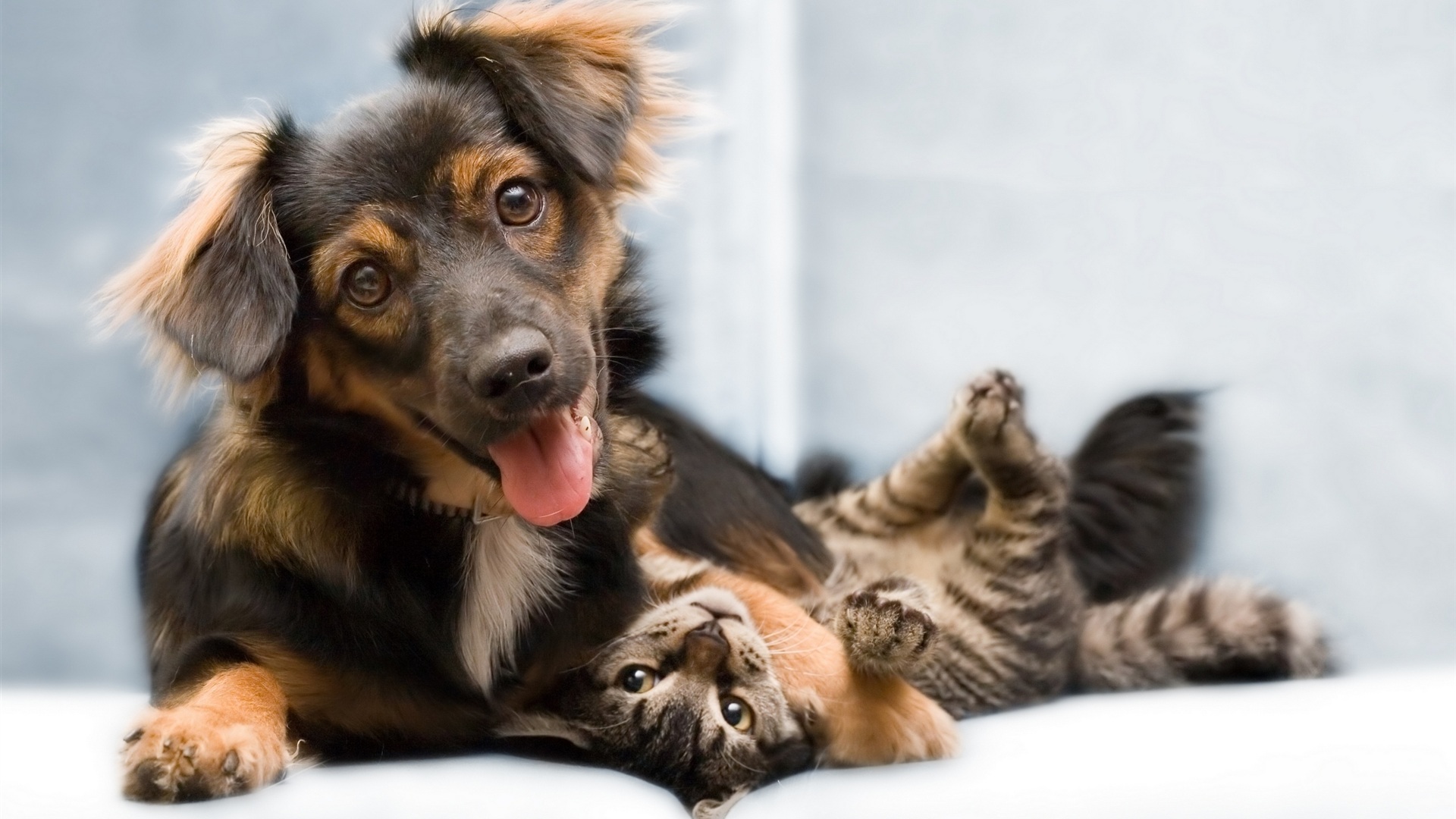 Cat And Dog Funny Wallpapers