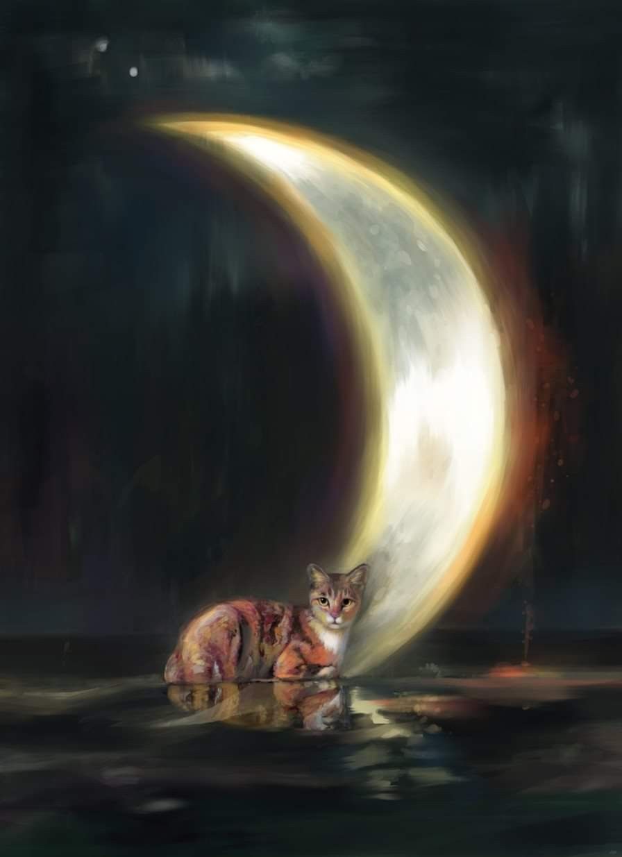 Cat And Moon Wallpapers