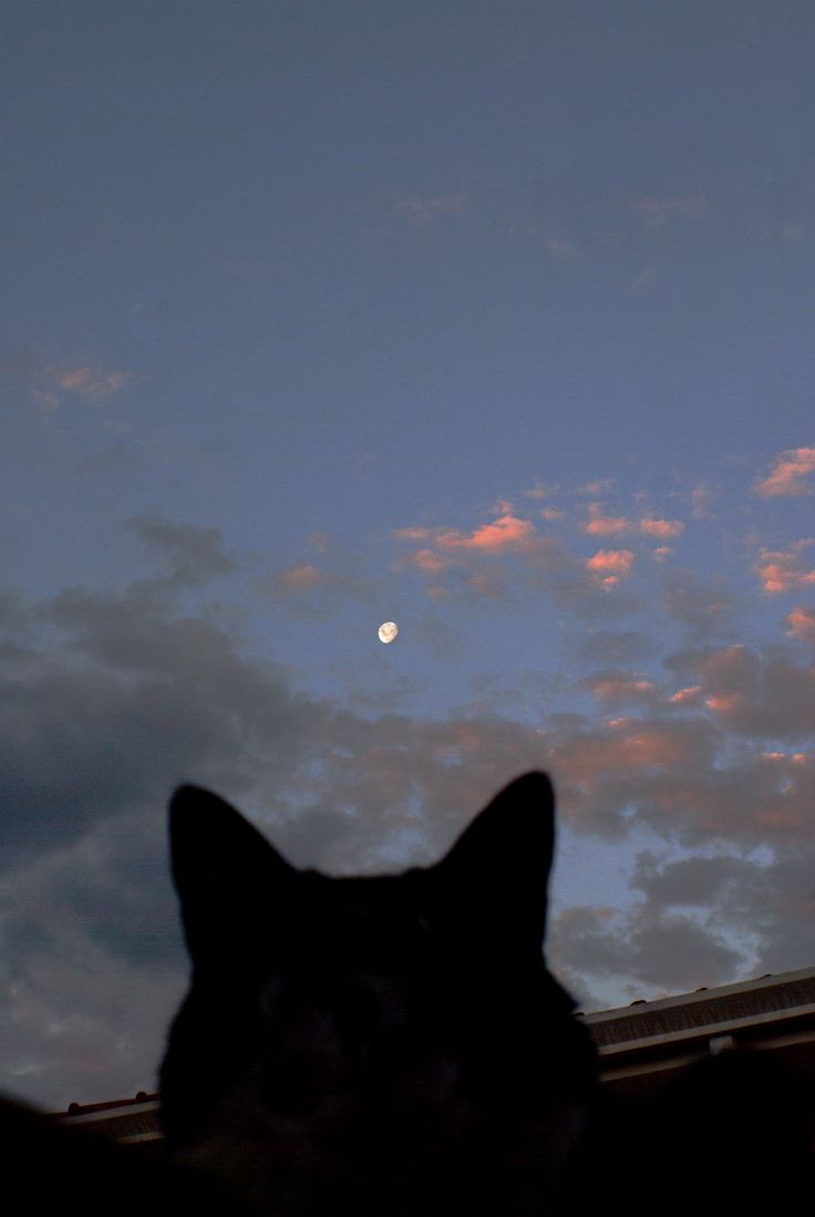 Cat And Moon Wallpapers