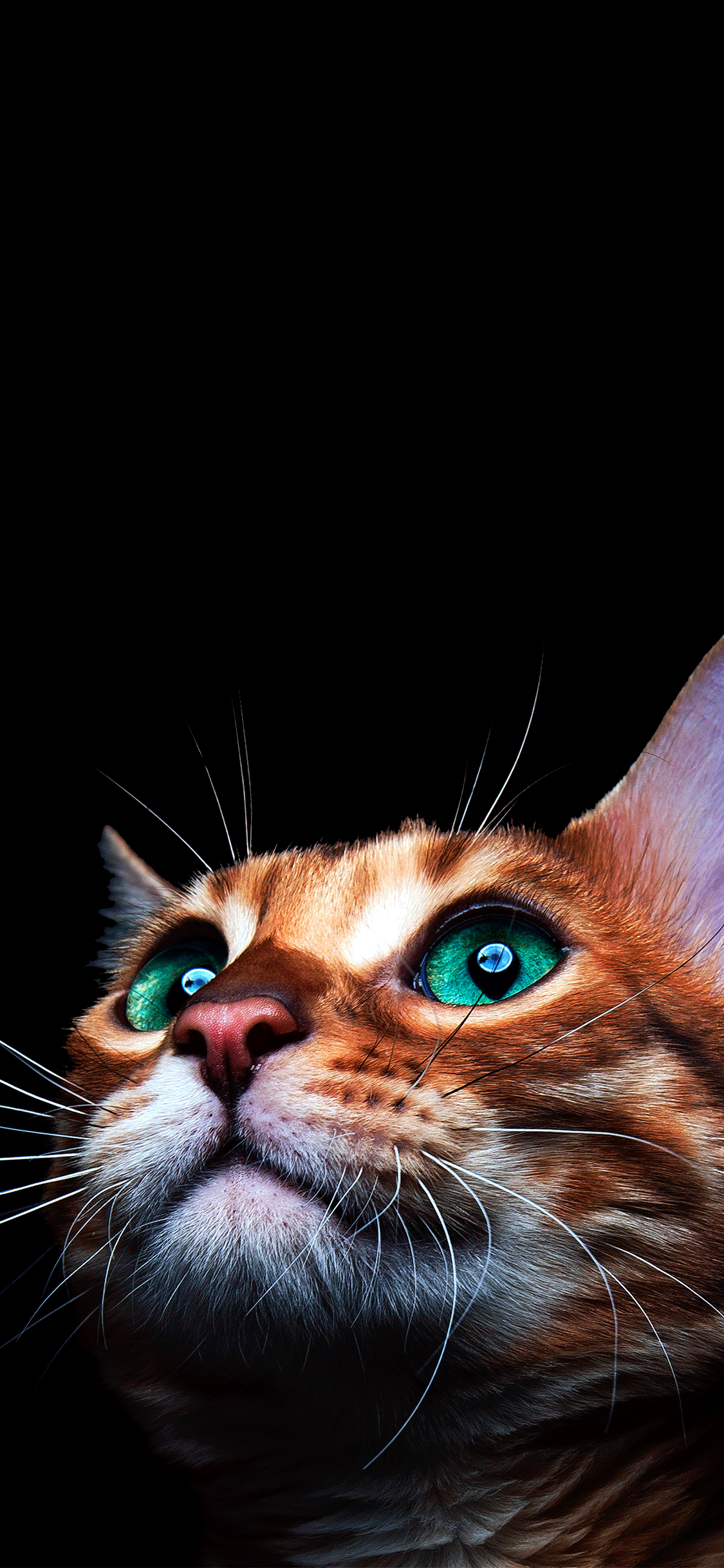 Cat Face Iphone Wallpapers
