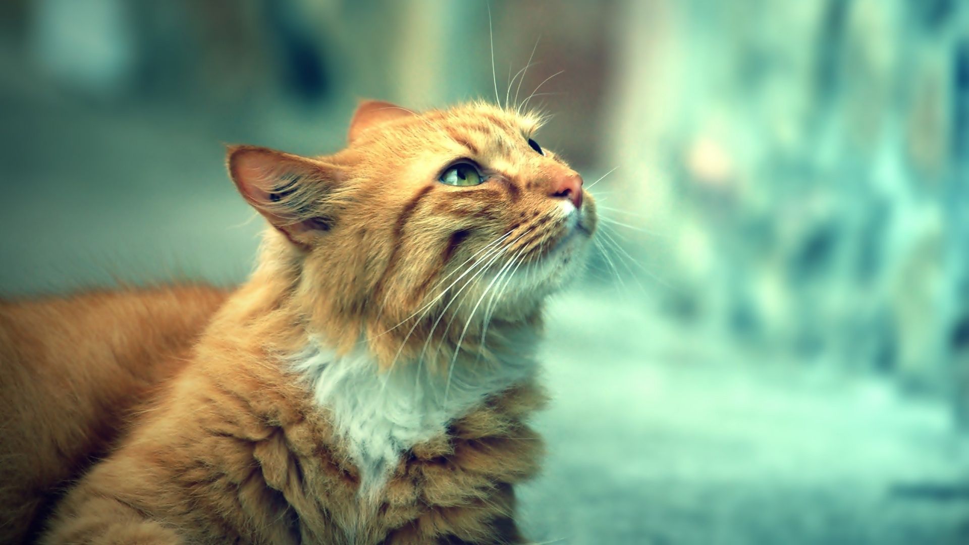 Cat Hd 1920X1080 Wallpapers