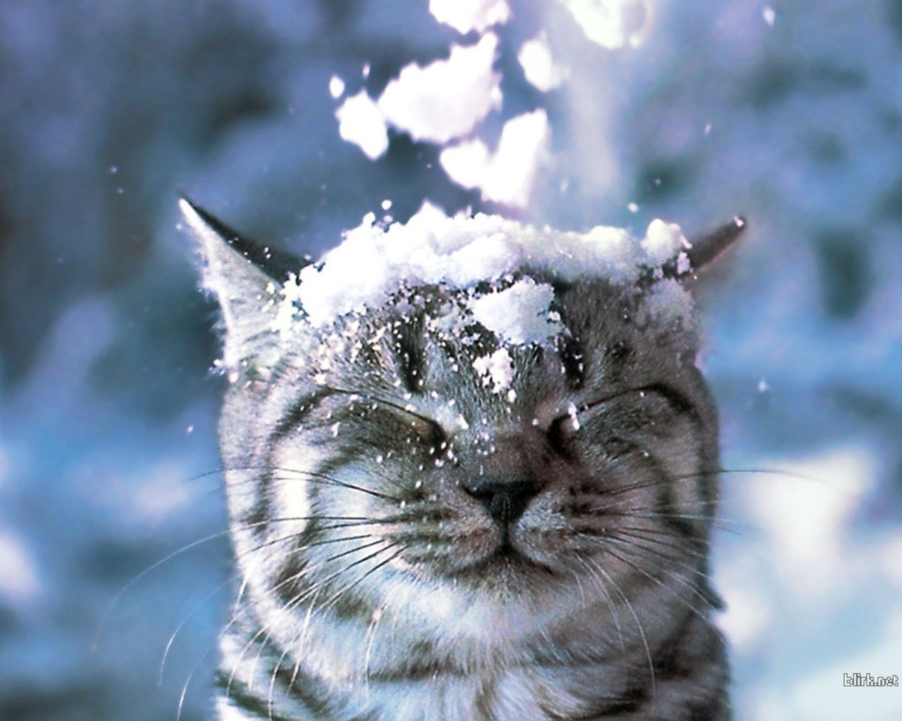 Cat In Snow Desktop Wallpapers