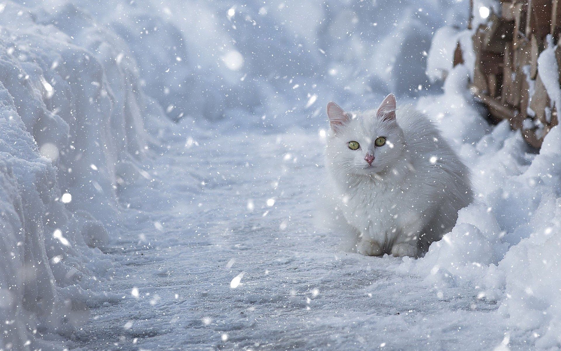 Cat In Snow Desktop Wallpapers