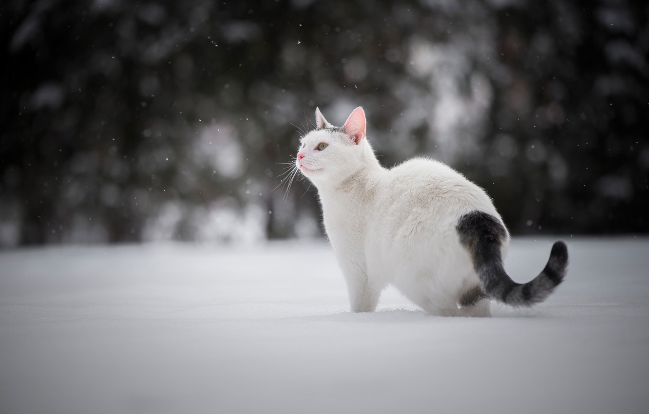 Cat In Snow Desktop Wallpapers