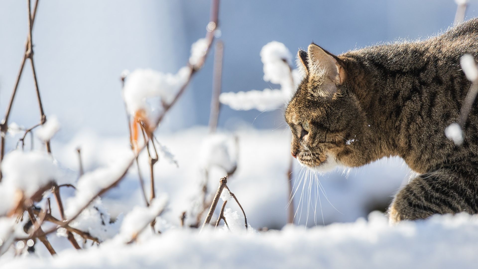 Cat In Snow Desktop Wallpapers