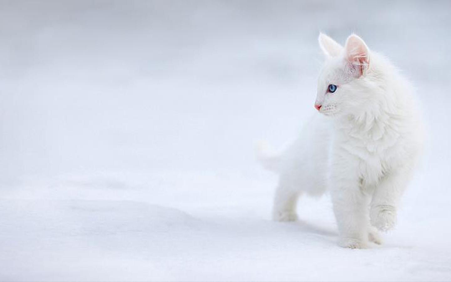 Cat In Snow Desktop Wallpapers