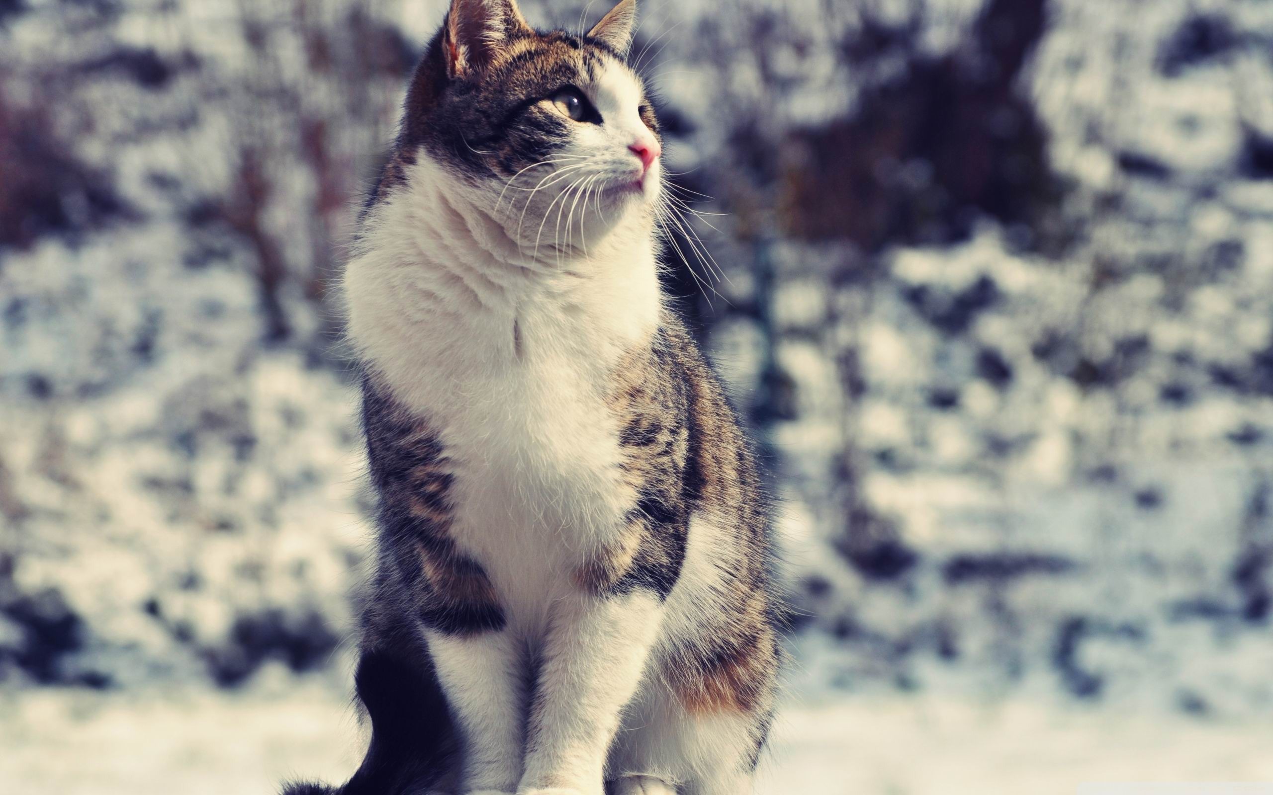 Cat In Snow Desktop Wallpapers