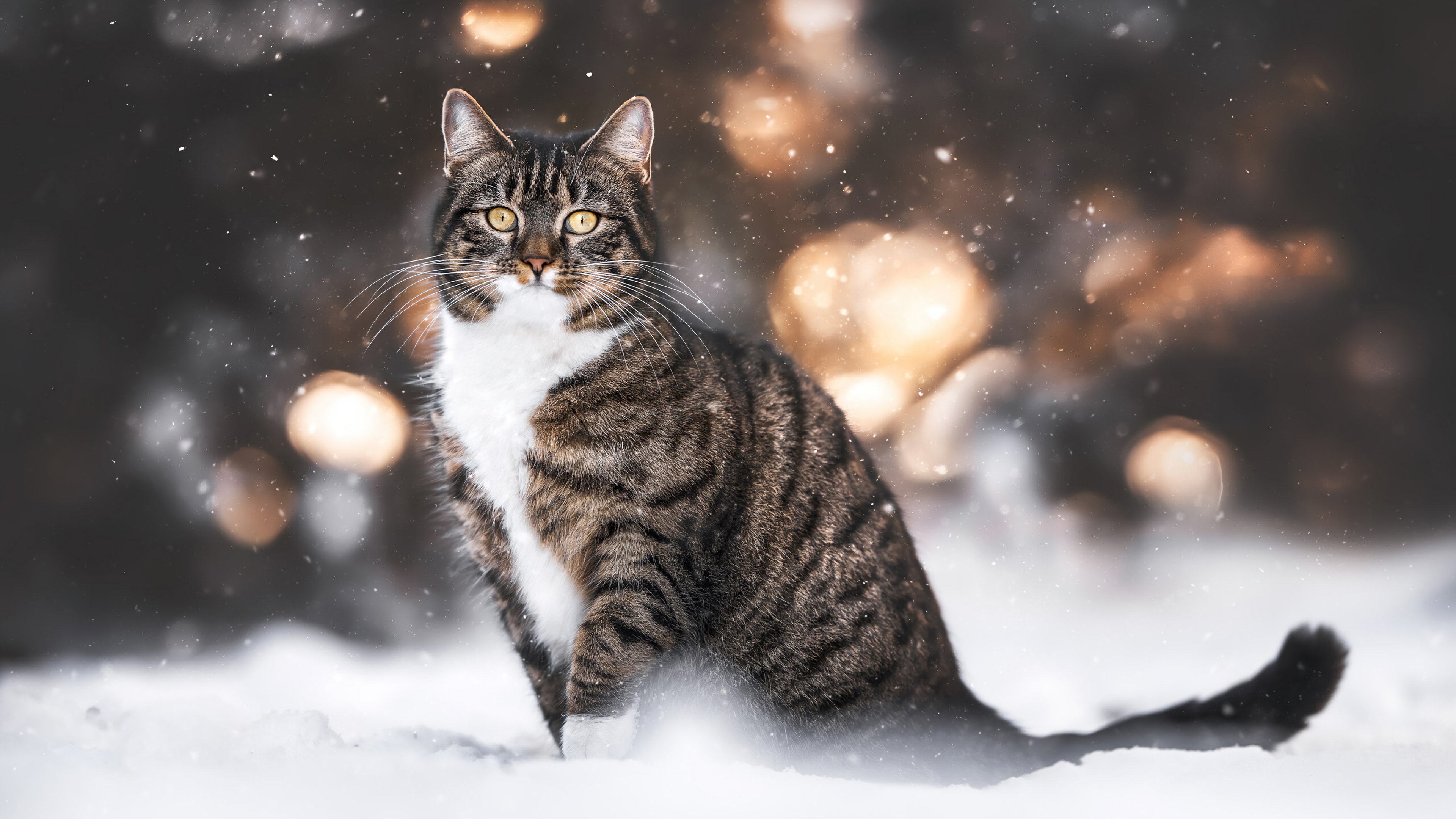 Cat In Snow Desktop Wallpapers