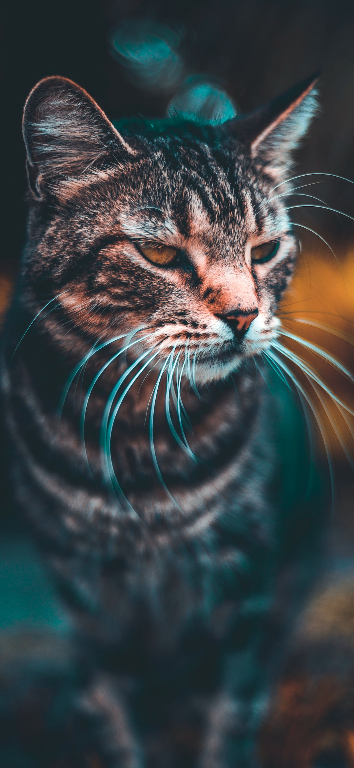 Cat Iphone Wallpapers