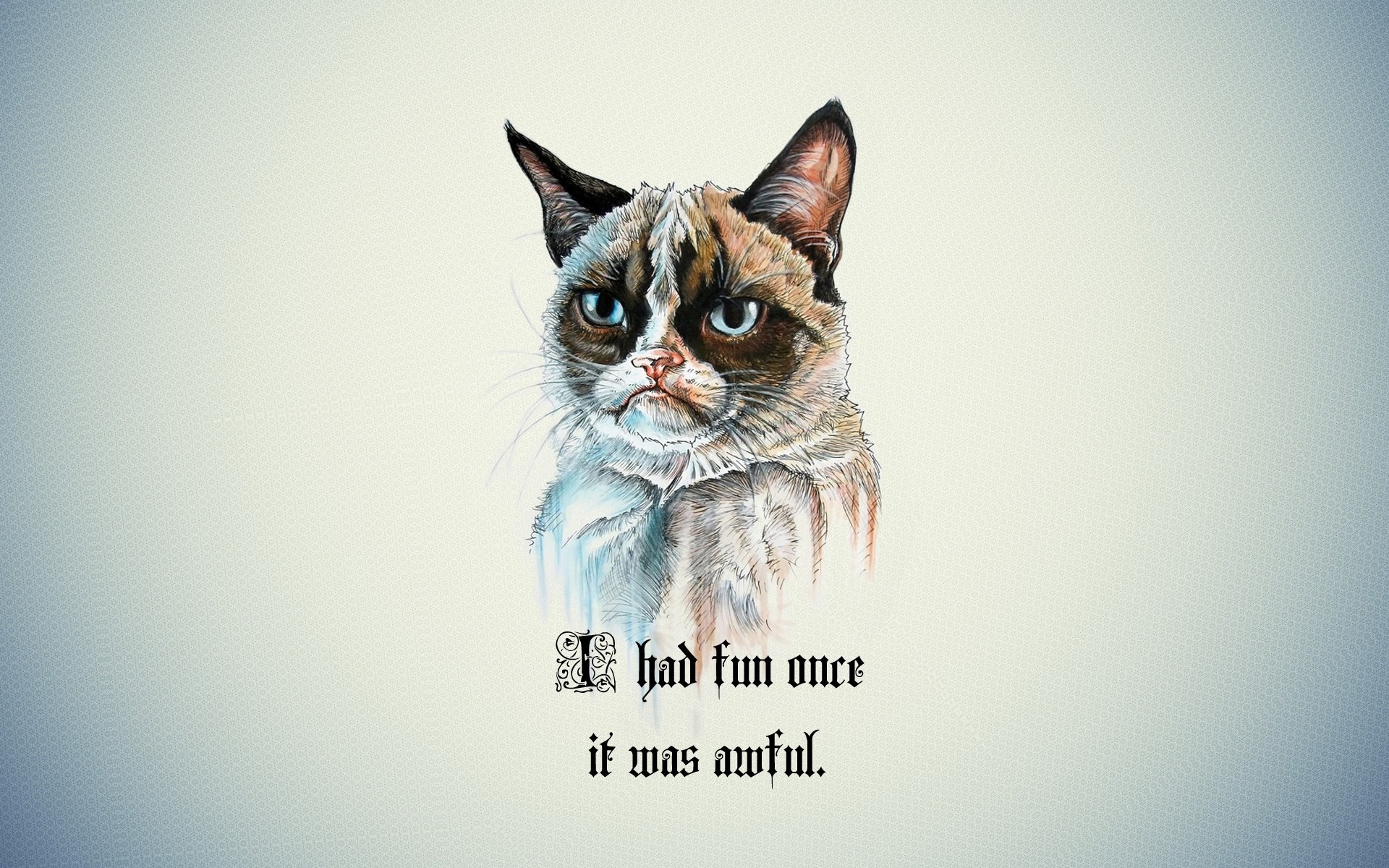 Cat Meme Wallpapers