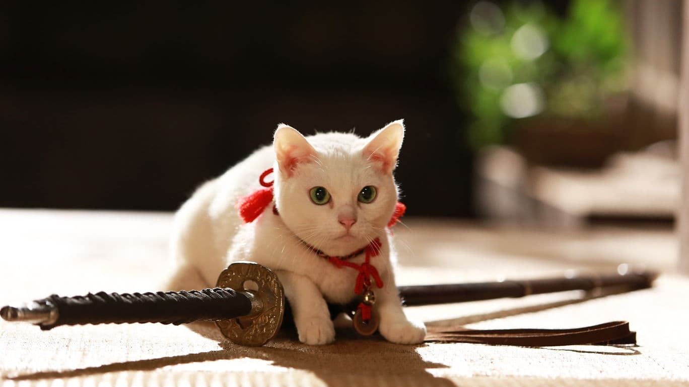 Cat Samurai Wallpapers