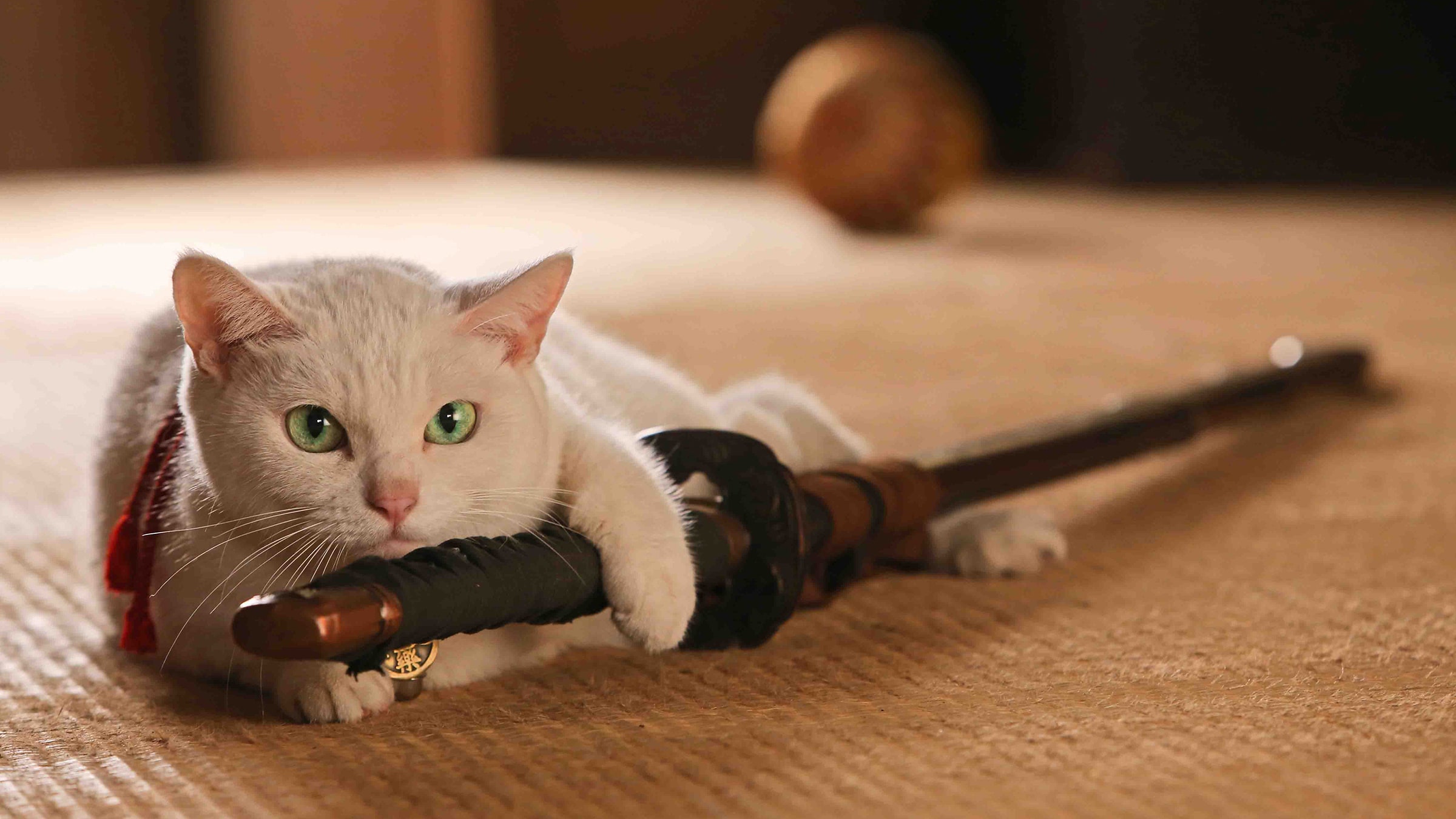 Cat Samurai Wallpapers