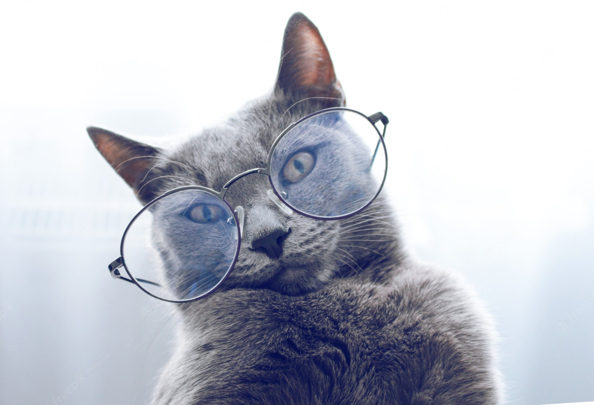 Cat With Glasses Hd Wallpapers