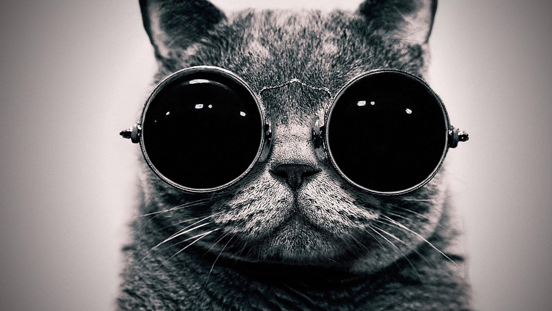 Cat With Glasses Hd Wallpapers