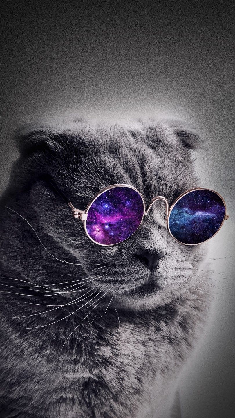 Cat With Glasses Hd Wallpapers