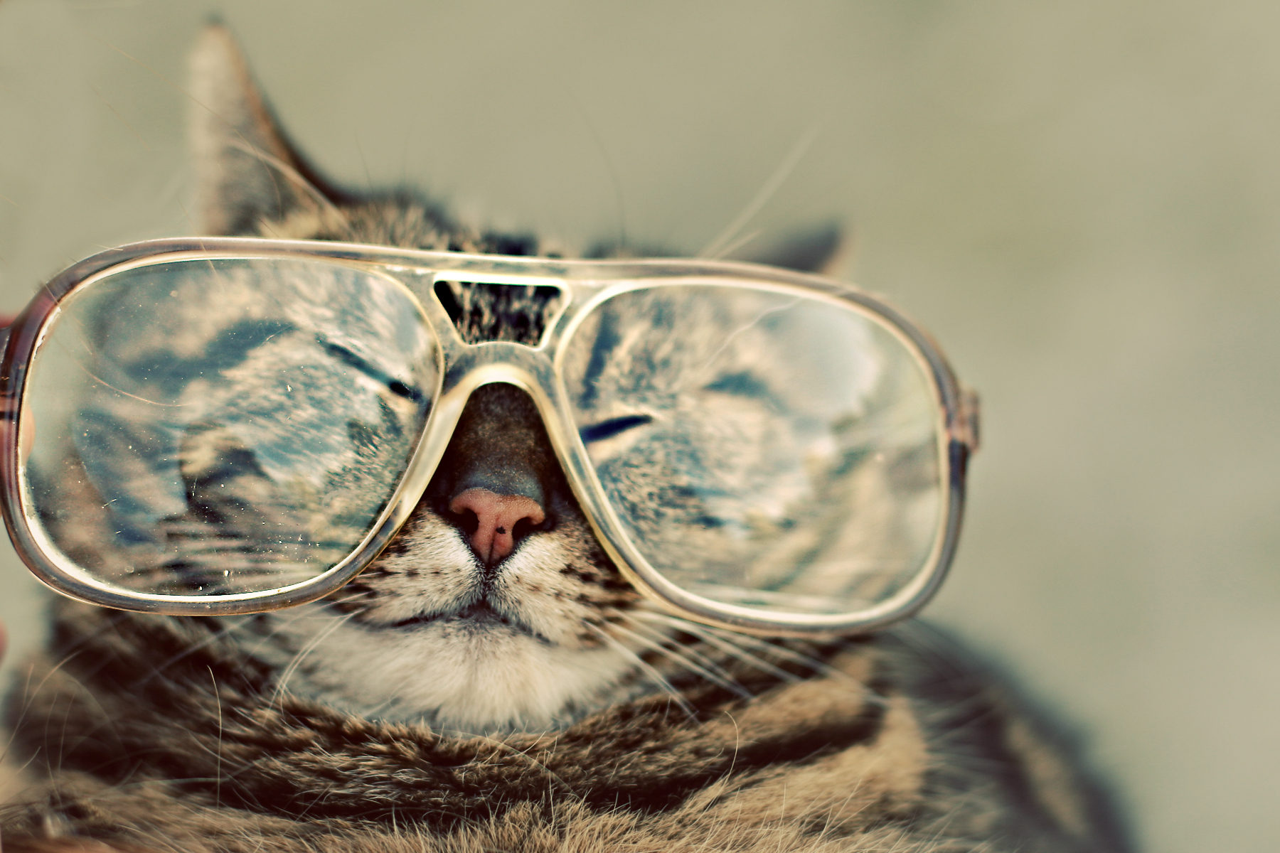 Cat With Glasses Hd Wallpapers