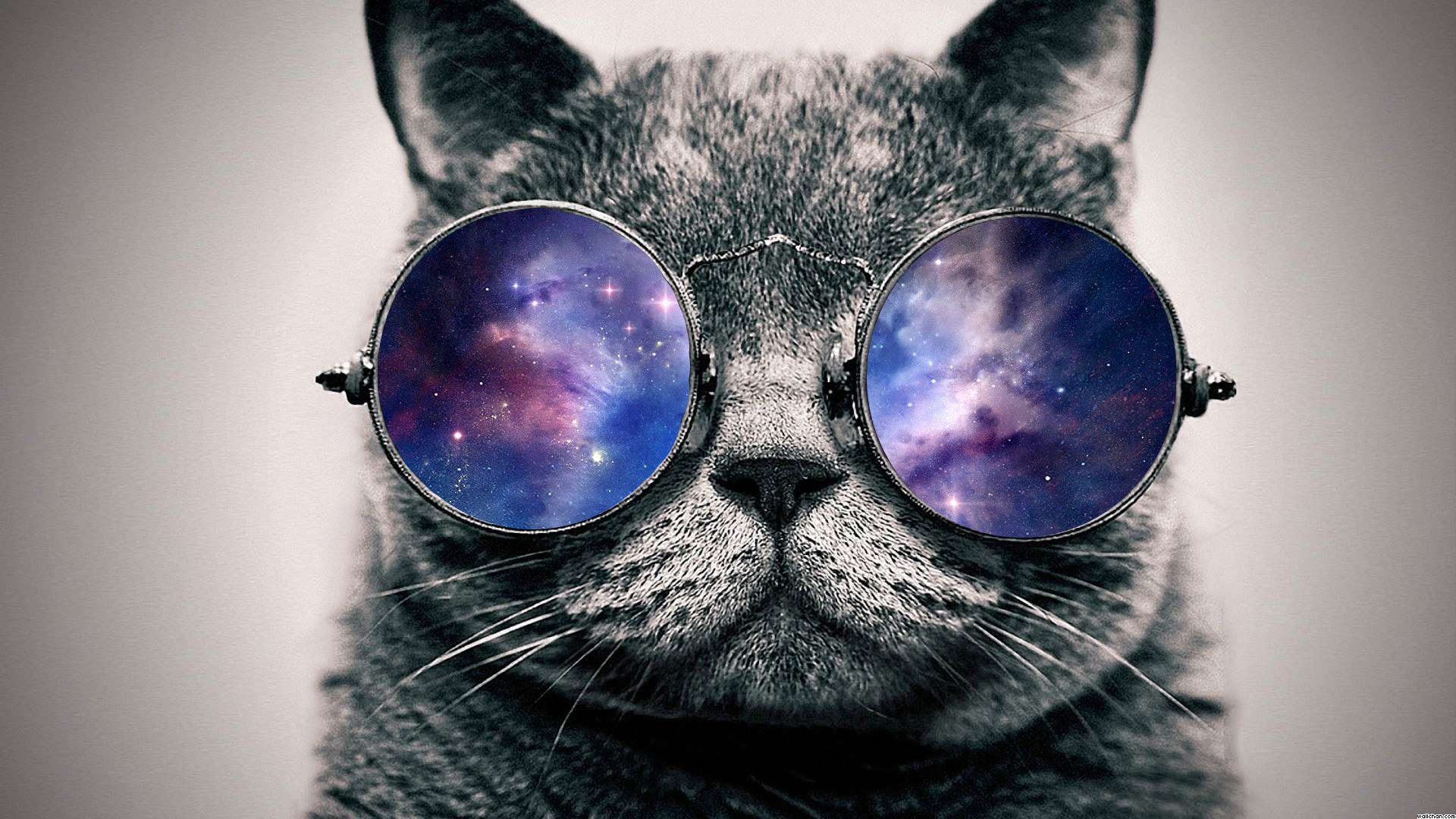 Cat With Glasses Hd Wallpapers