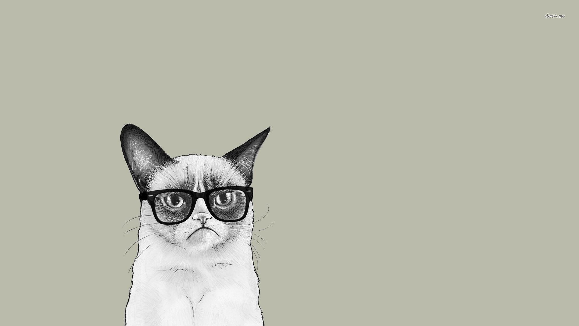 Cat With Glasses Hd Wallpapers