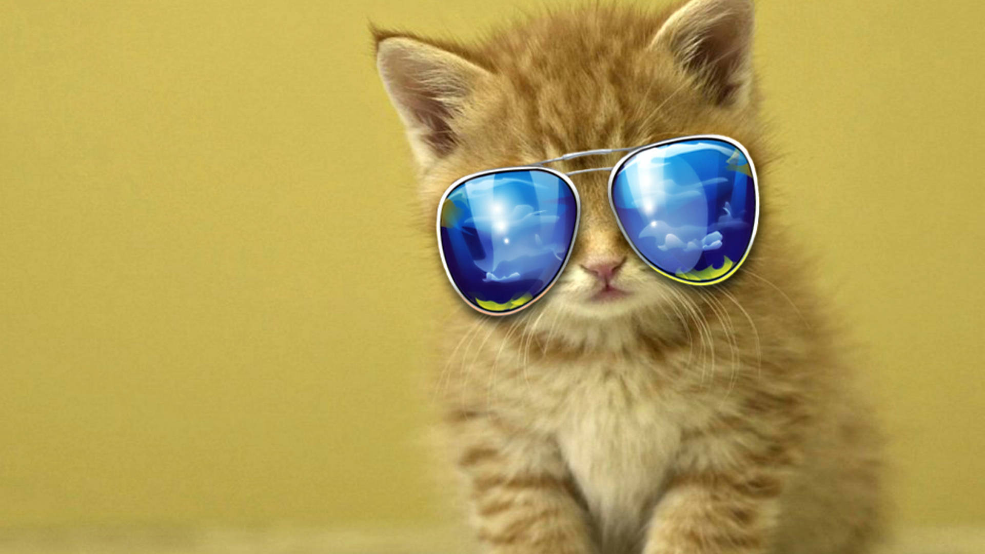 Cat With Glasses Hd Wallpapers