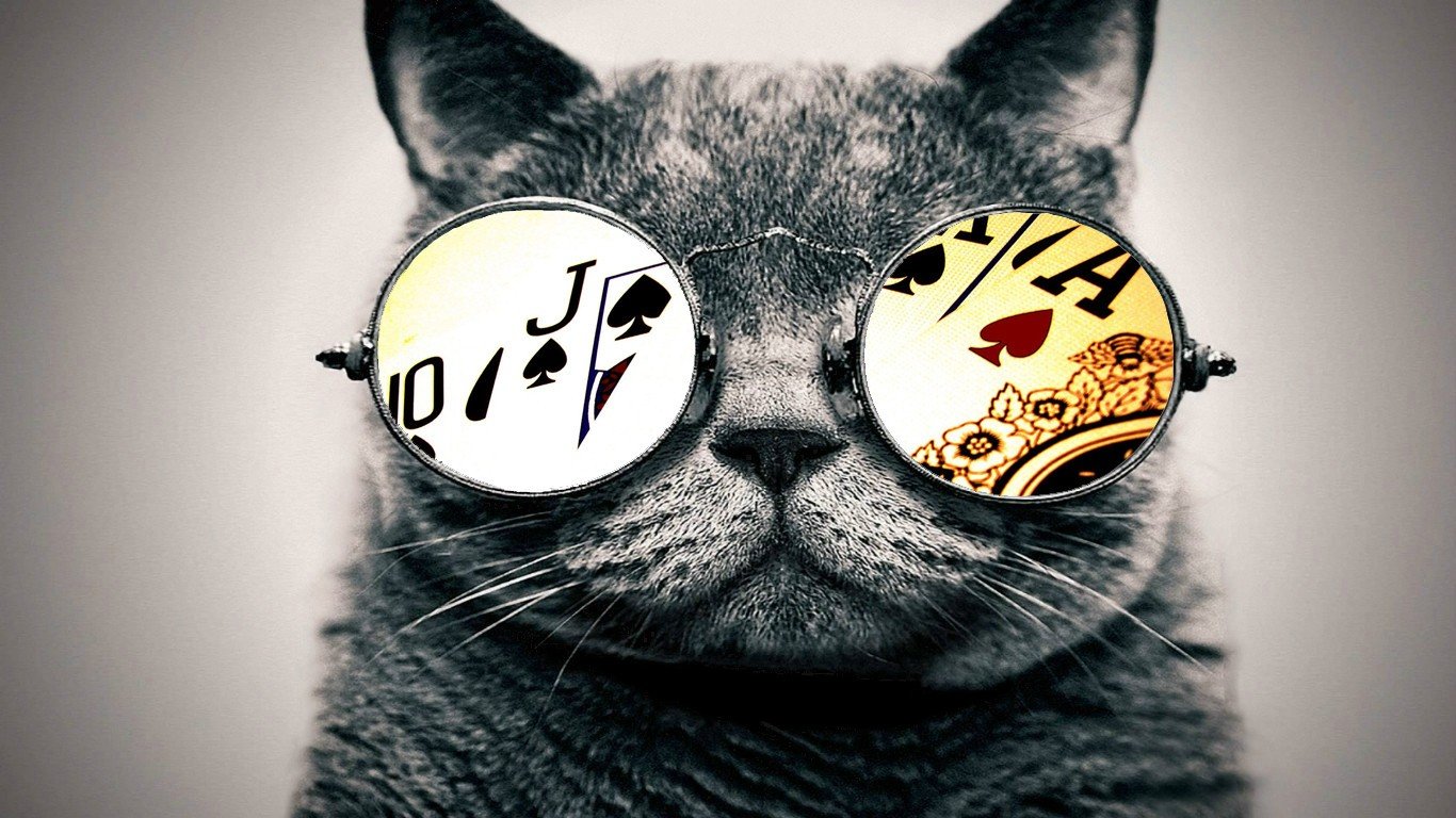 Cat With Glasses Hd Wallpapers