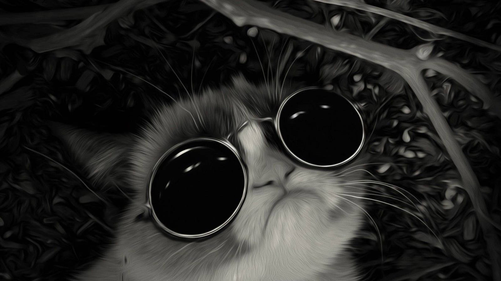 Cat With Glasses Hd Wallpapers