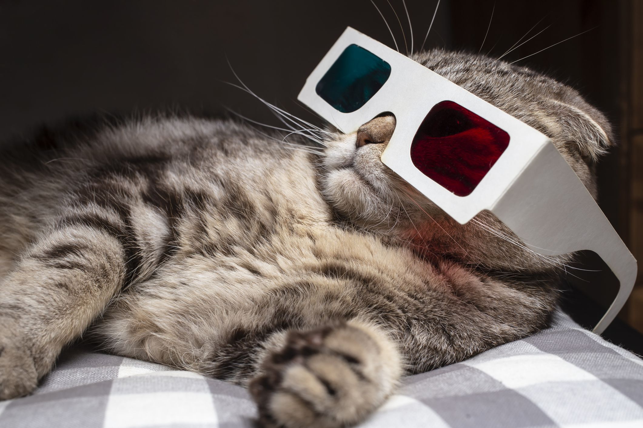 Cat With Glasses Hd Wallpapers