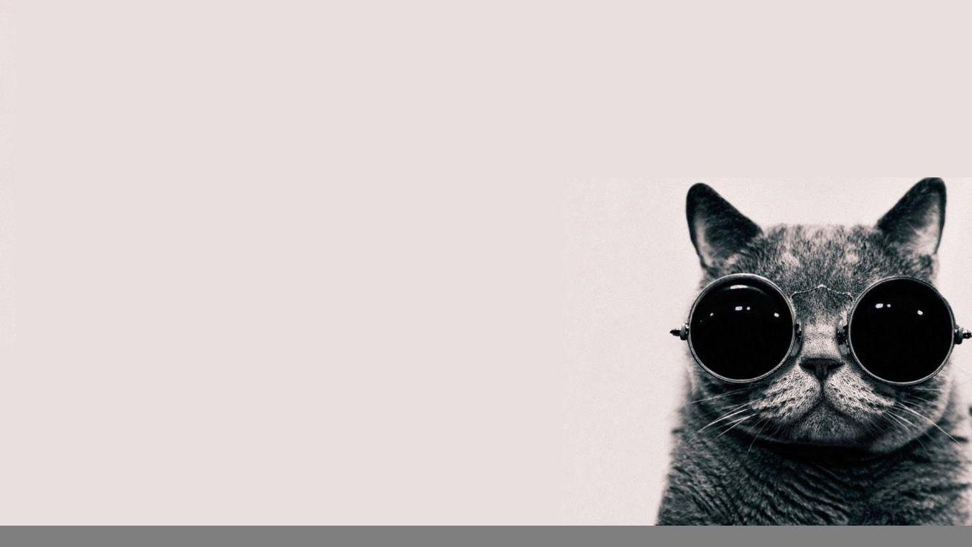 Cat With Glasses Hd Wallpapers