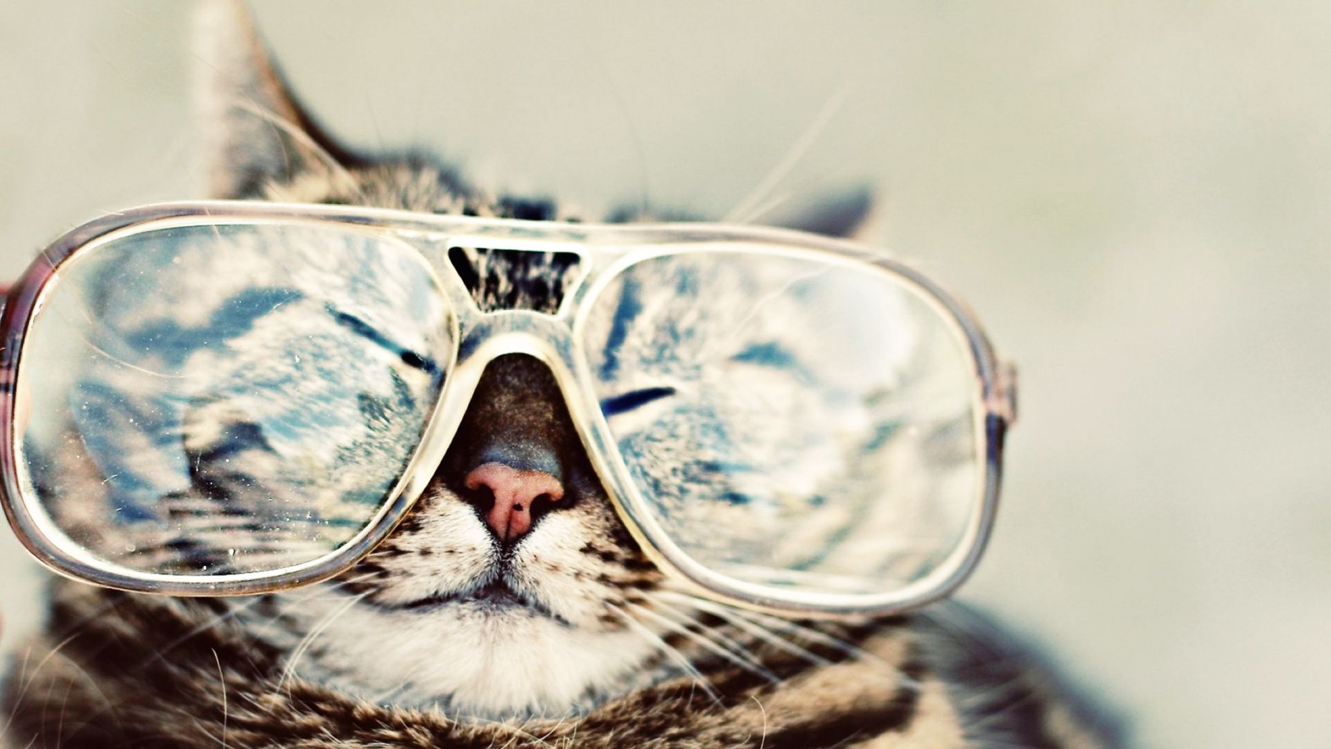 Cat With Glasses Hd Wallpapers