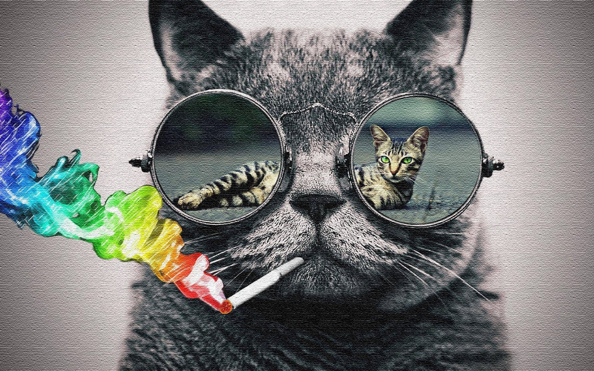 Cat With Sunglasses Wallpapers